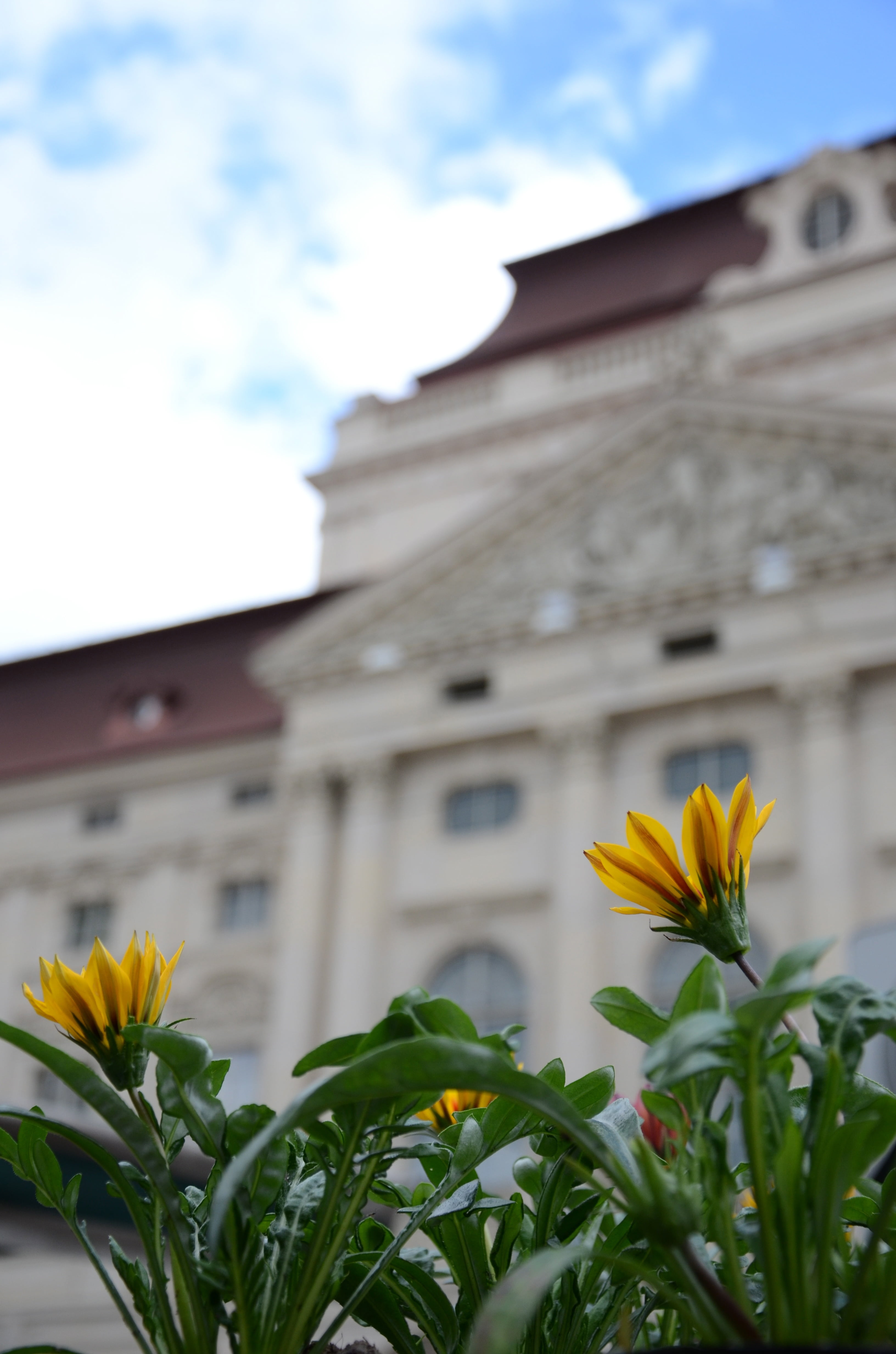 nature, low angle view, flower, city, 4K, built structure, architecture, plant, the past, tiefenschärfe, out of focus, growth, bloom, opera, building exterior, Phone HD Wallpaper