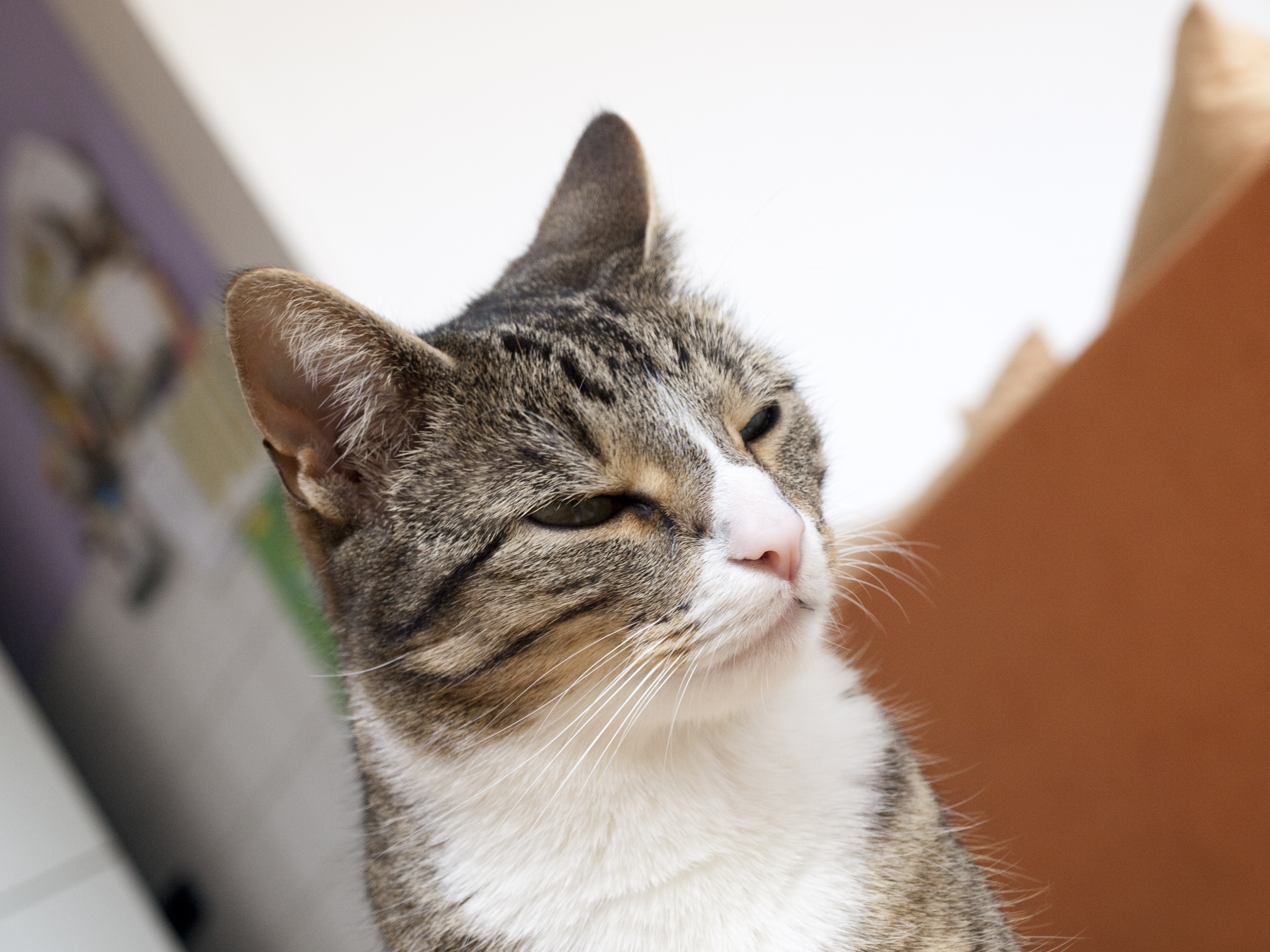 young cat, 2K, indoors, cat, close-up, quiet, sleep, focus on foreground, domestic, pet, mieze, one animal, eyes closed, feline, feel at home, adidas, HD Wallpaper
