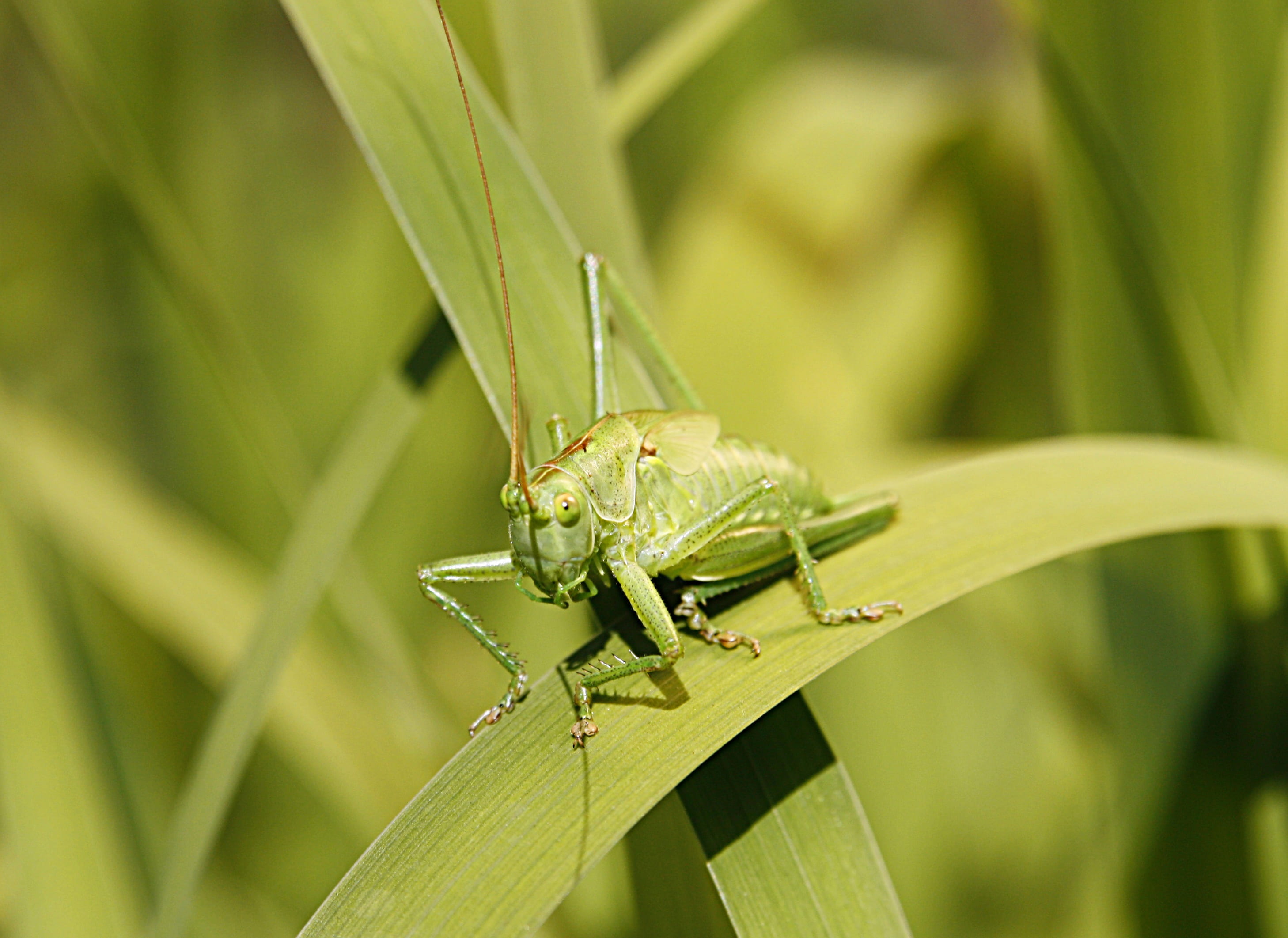 green color, tiefenschärfe, one animal, focus on foreground, macro, small, nature, animal body part, animal themes, leaf, day, leaves, close-up, animal wildlife, HD Wallpaper