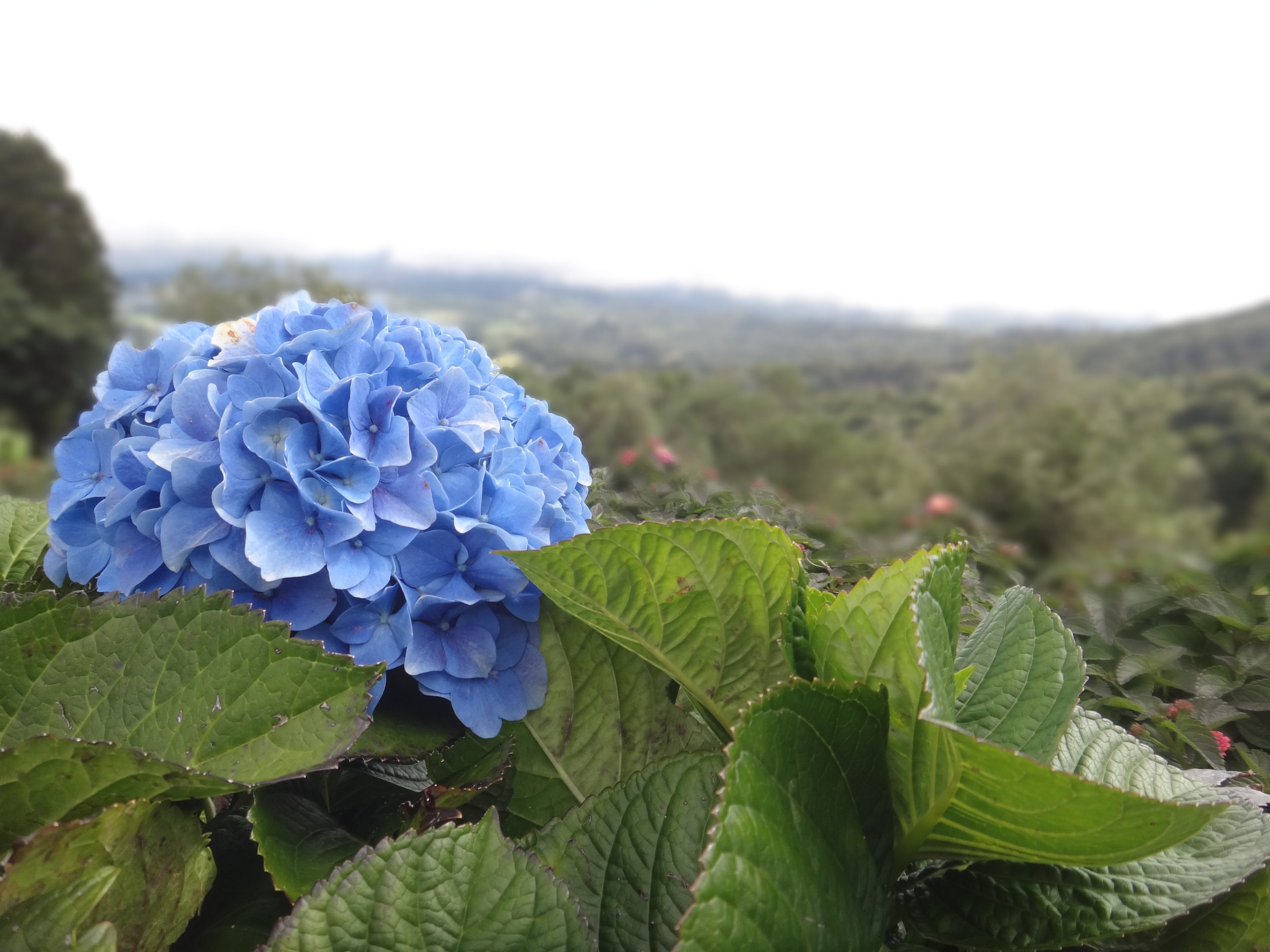 bloom, blue, springtime, petal, Flower, flower head, blossom, hydrangea flower, tiefenschärfe, growth, inflorescence, beauty in nature, plant, flowering plant, HD Wallpaper