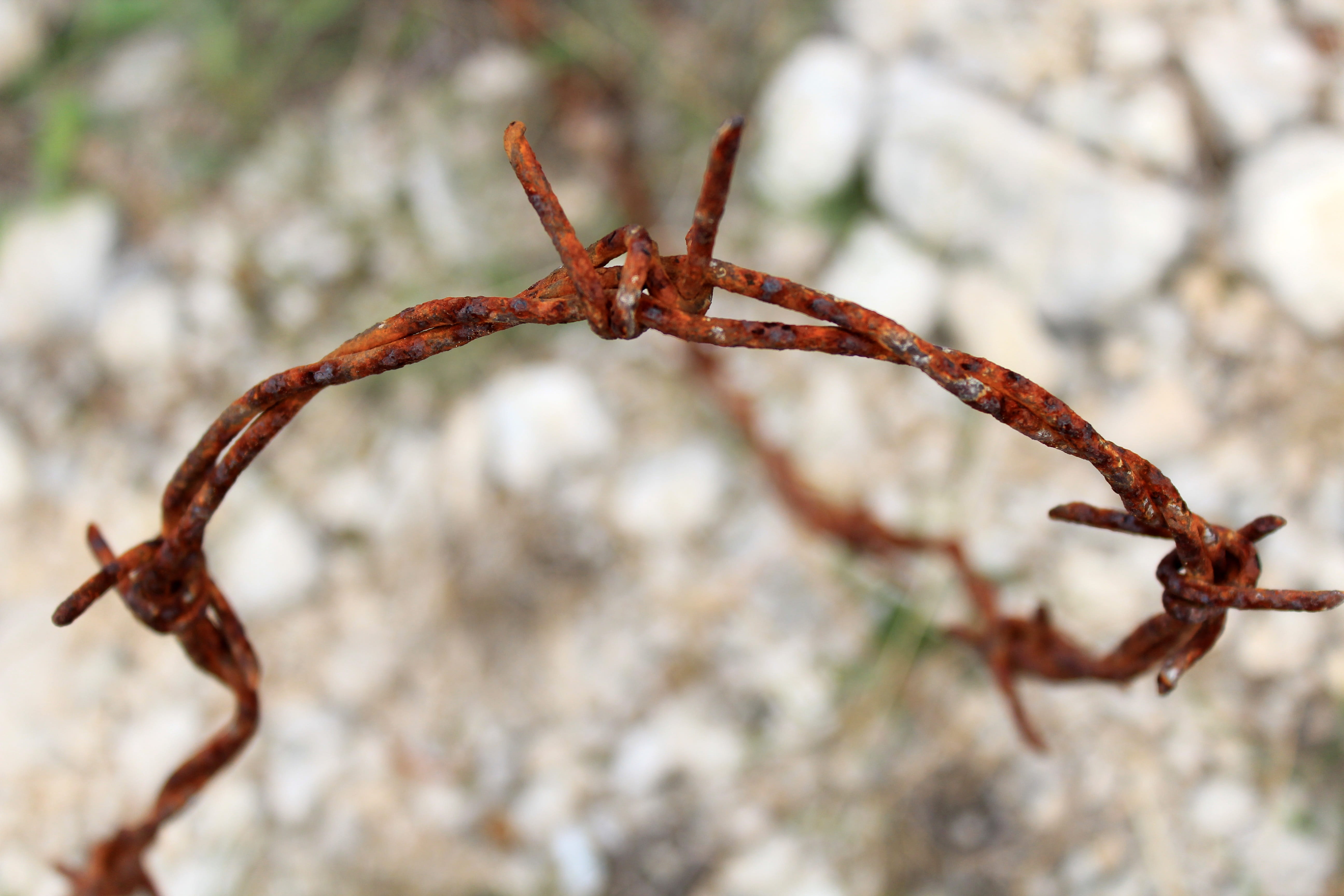 rocky soil, land, Stainless, Barbed Wire, plant, twig, one animal, insect, animal themes, focus, no people, focus on foreground, animal wildlife, macro, HD Wallpaper