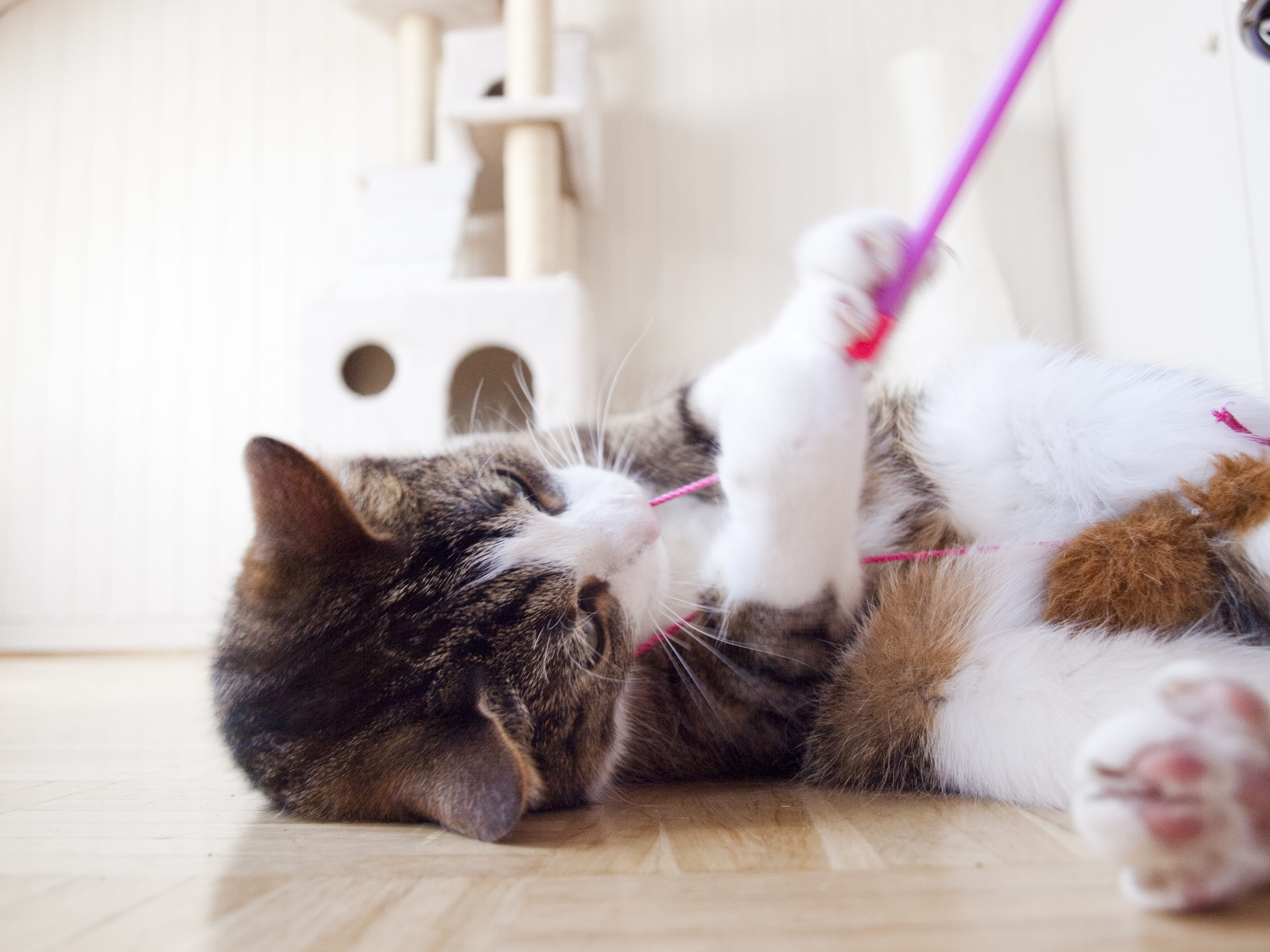 adidas, home interior, cat, tiefenschärfe, cute, tiled floor, snout, hardwood floor, head, cat face, kitten, datailaufnahme, cat tree, domestic cat, fur, HD Wallpaper