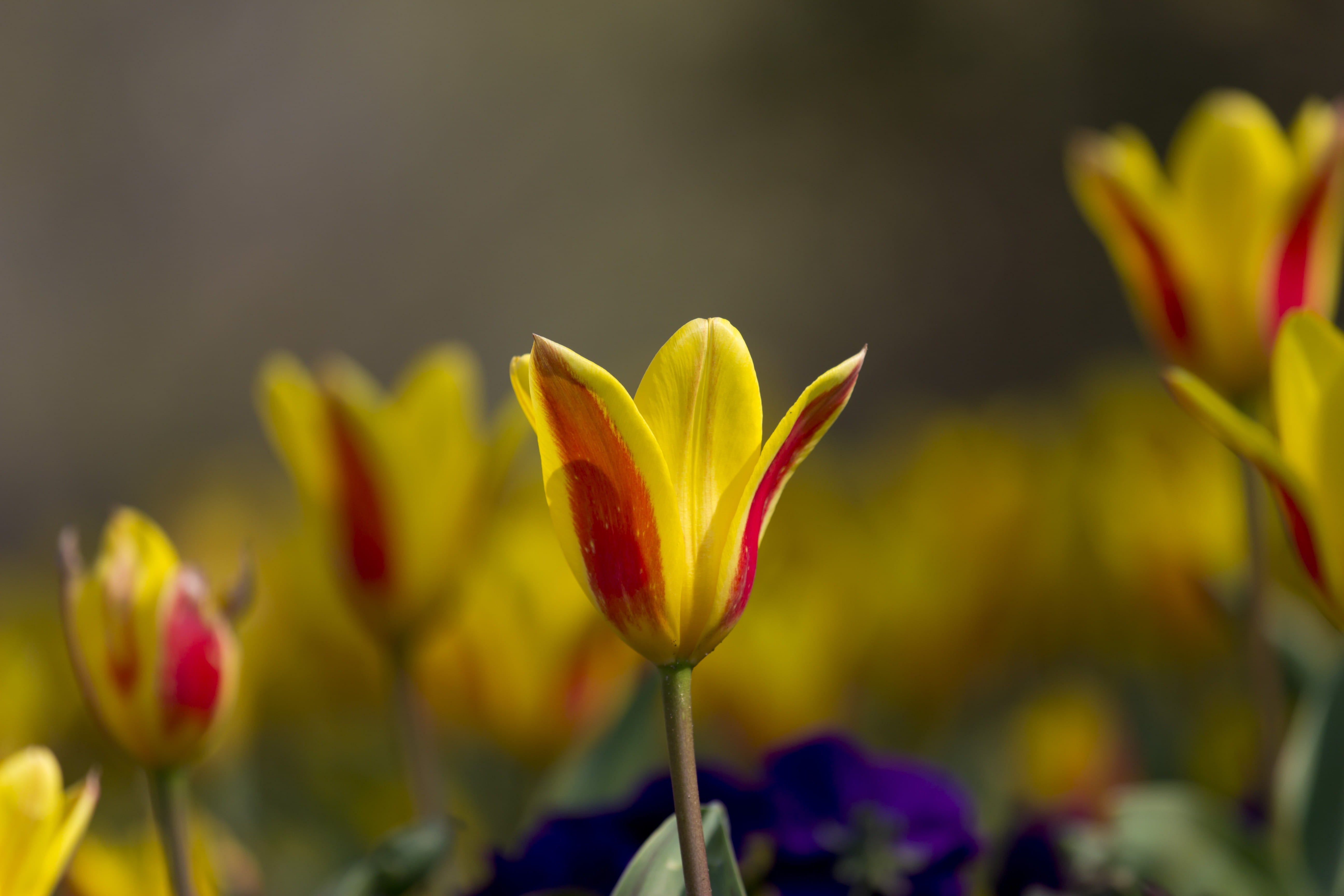 growth, Yellow, close-up, plant part, flower head, selective focus, Tulips, springtime, fragility, beauty in nature, flowers, sepal, freshness, petal, 5K, HD Wallpaper