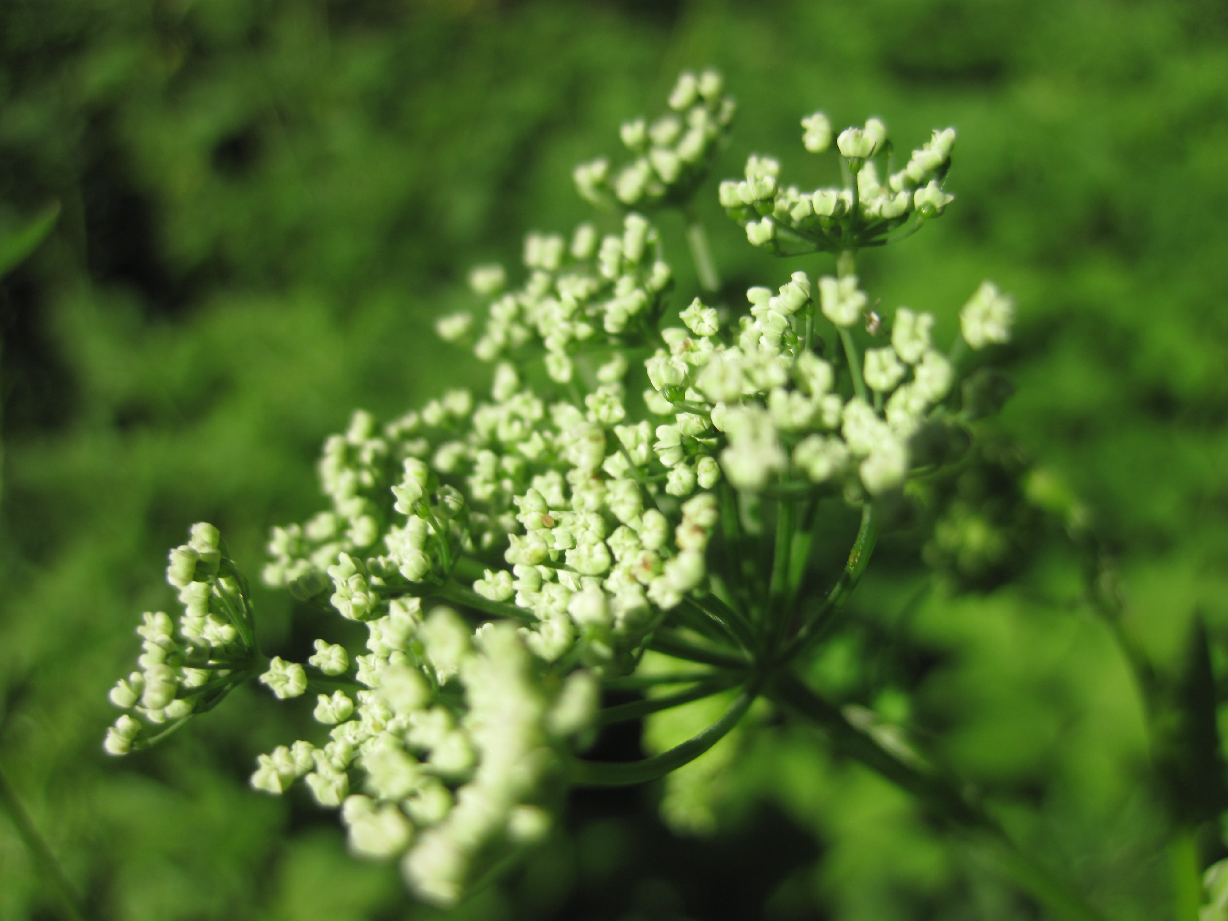 outdoors, leaf, medicinal plant, tranquility, bloom, nature, flower, grassland plants, selective focus, no people, growth, beauty in nature, green color, HD Wallpaper