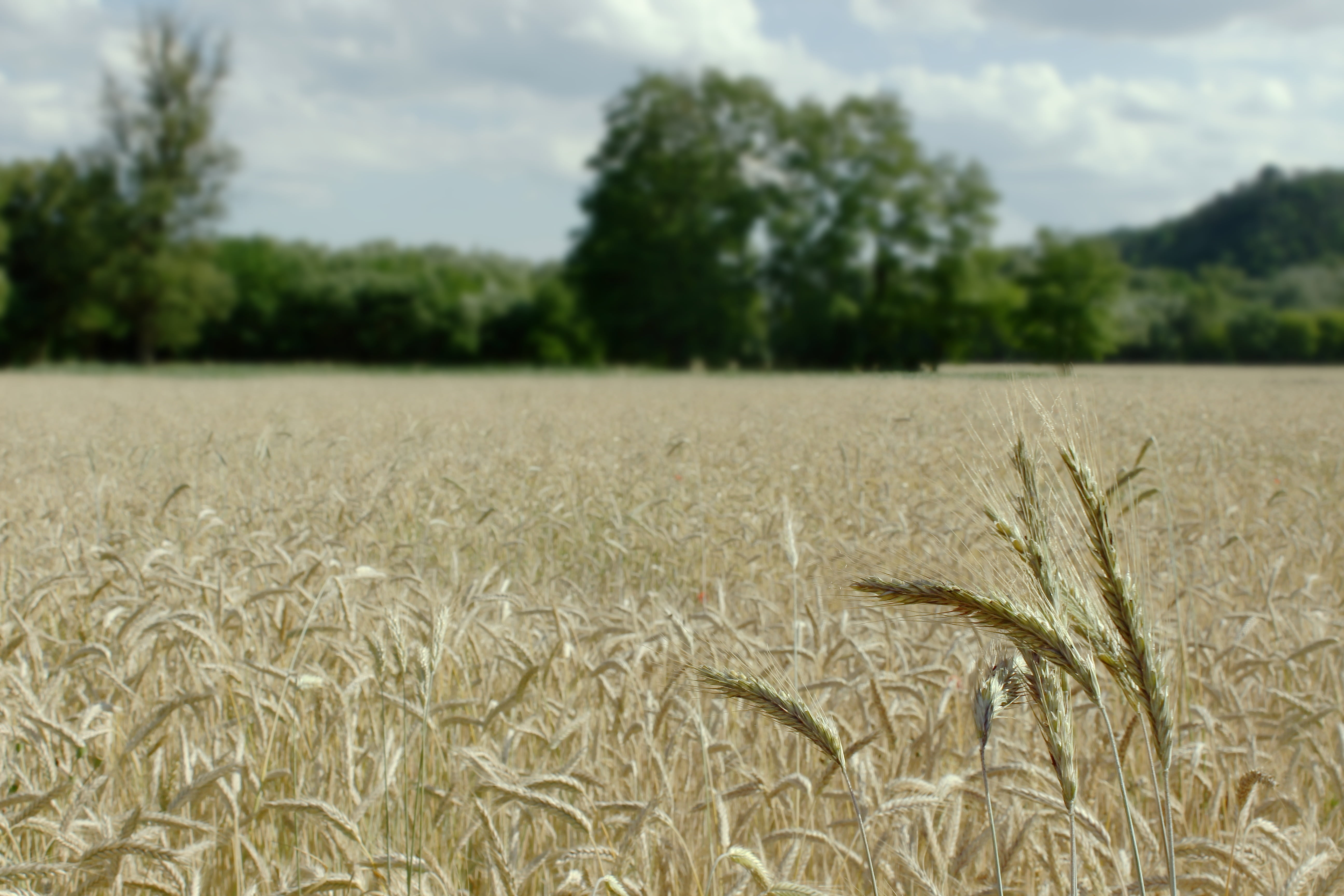 land, sky, no people, summer, ripe, farm, plant, crop, tree, clouds, wheat spike, cornfield, agriculture, outdoors, tranquil scene, landscape, plantation, HD Wallpaper