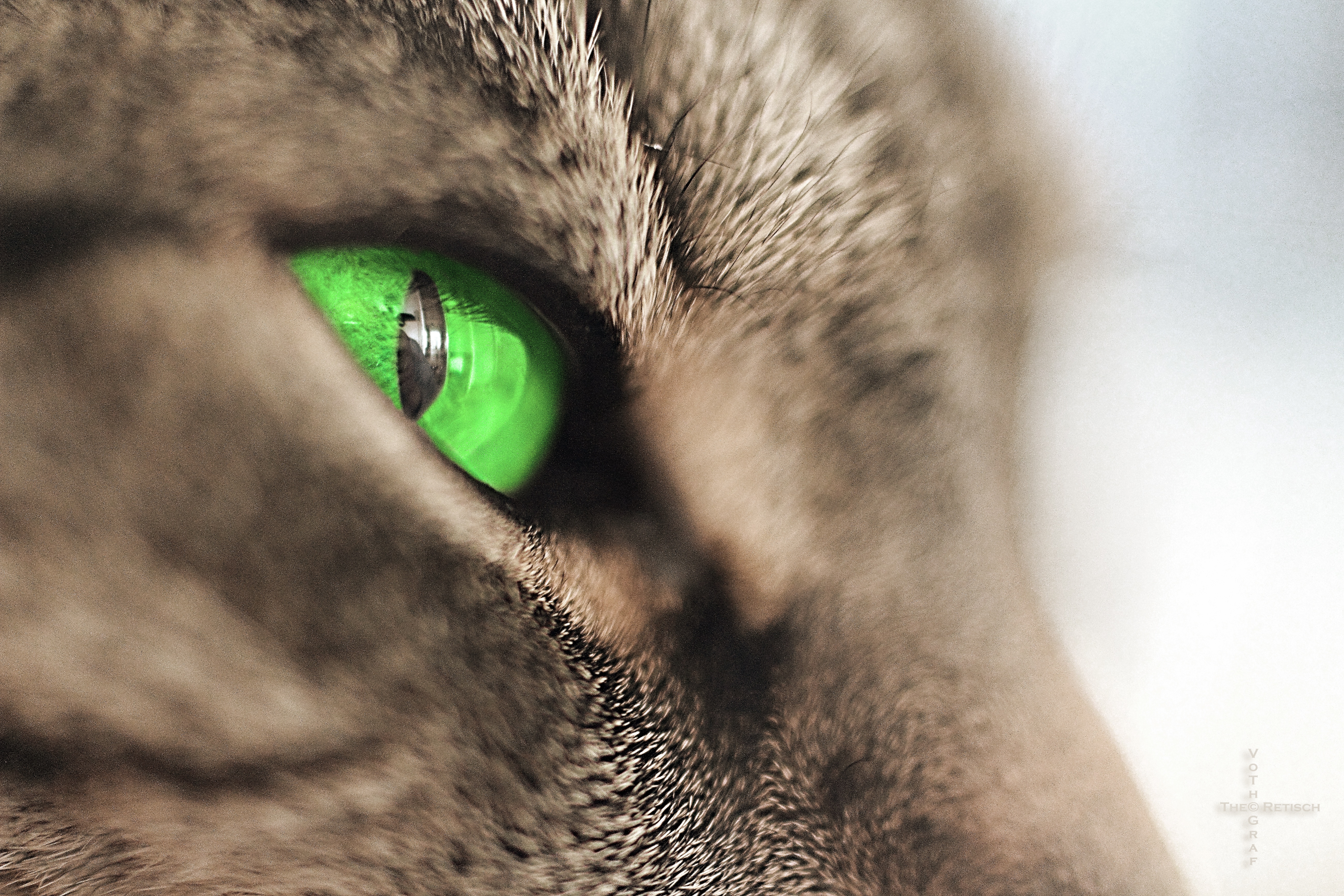 pets, tiefenschärfe, iris - eye, domestic cat, tabby, pet, attention, looking, mieze, animal, one animal, close-up, domestic animals, focus, mammal, eye, HD Wallpaper