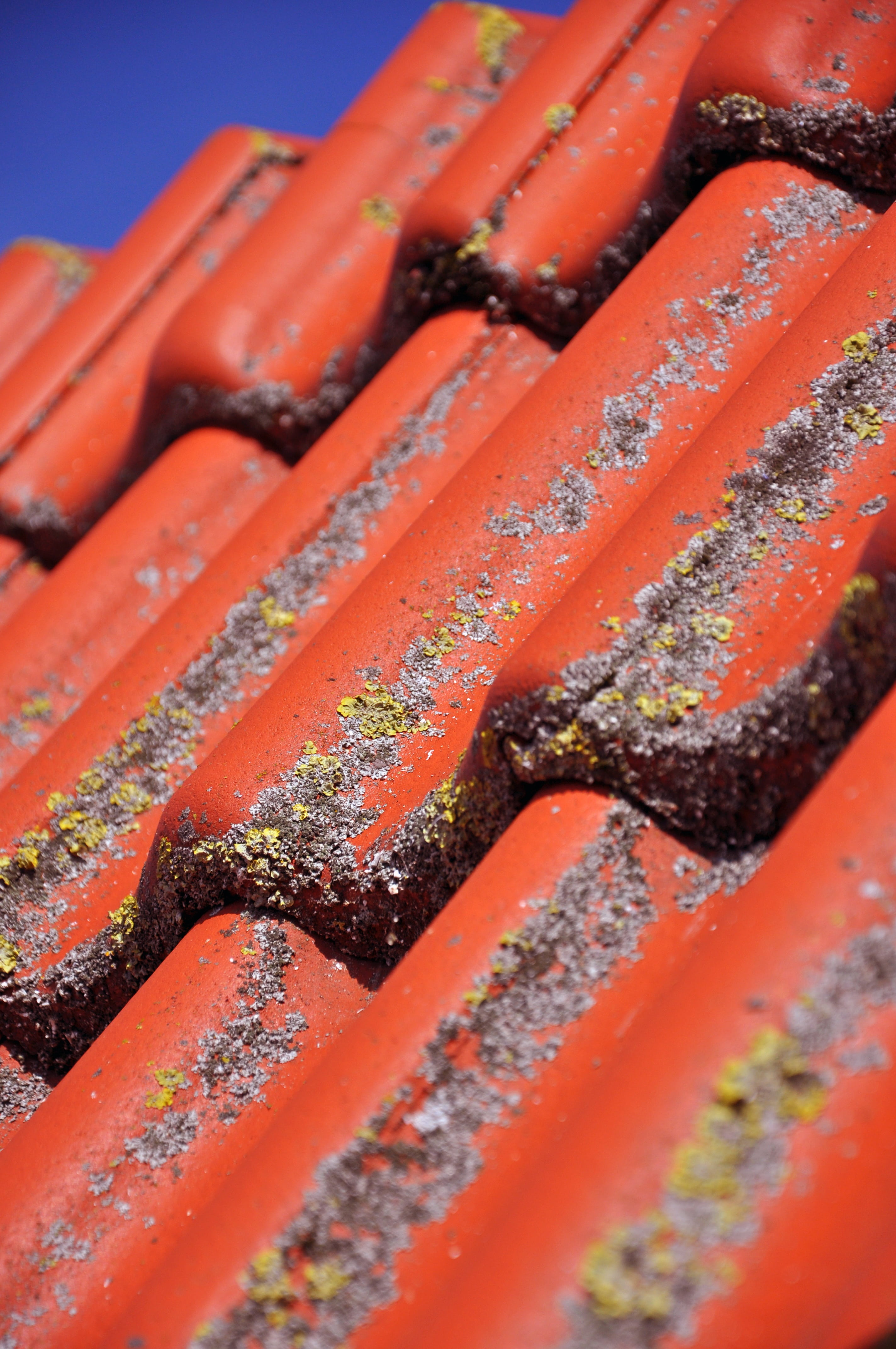 parasite, day, food, selective focus, rain, roof, patina, decay, orange color, cleaning, ceramic, algae, moss, damage, abundance, high angle view, zoom, Phone HD Wallpaper