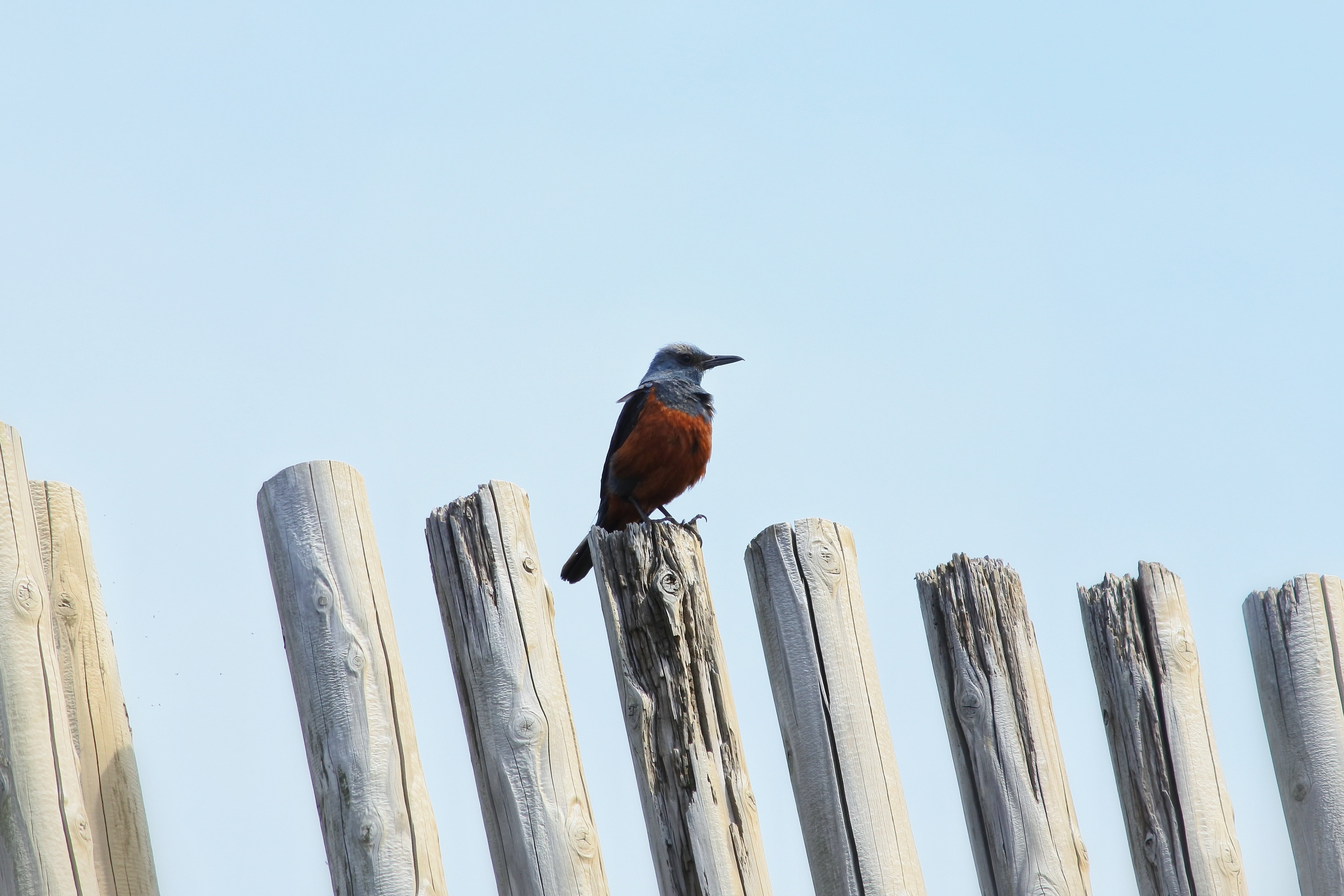 no people, little bird, animals in the wild, boundary, barrier, landscape, 4K, beach, method bulbul, outdoors, animal themes, sky, wild birds, fence, one animal, HD Wallpaper