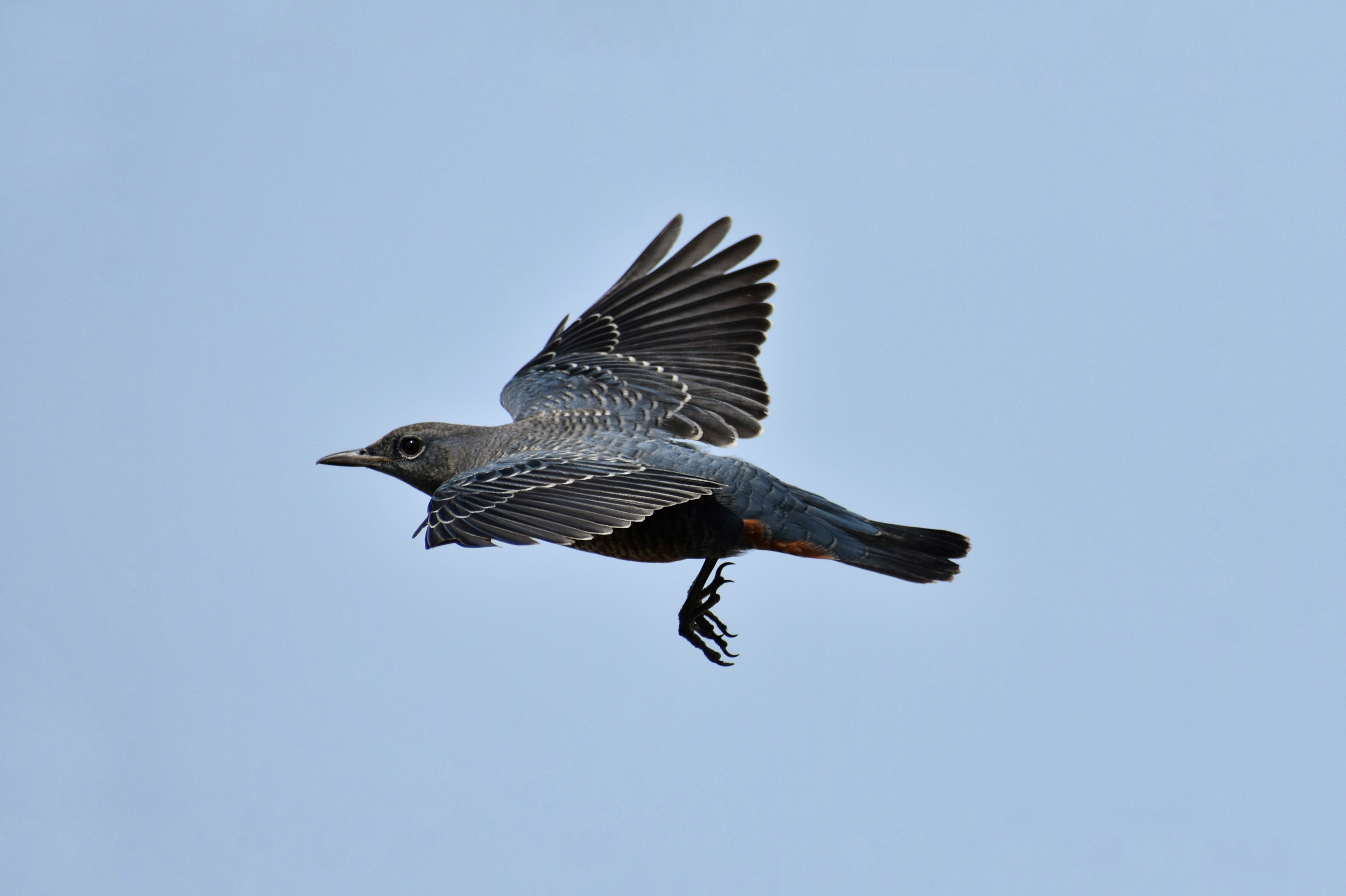 flight, animal, copy space, low angle view, no people, vertebrate, animal themes, mid-air, blue, bird of prey, wild birds, natural, wild animal, animal wing, HD Wallpaper