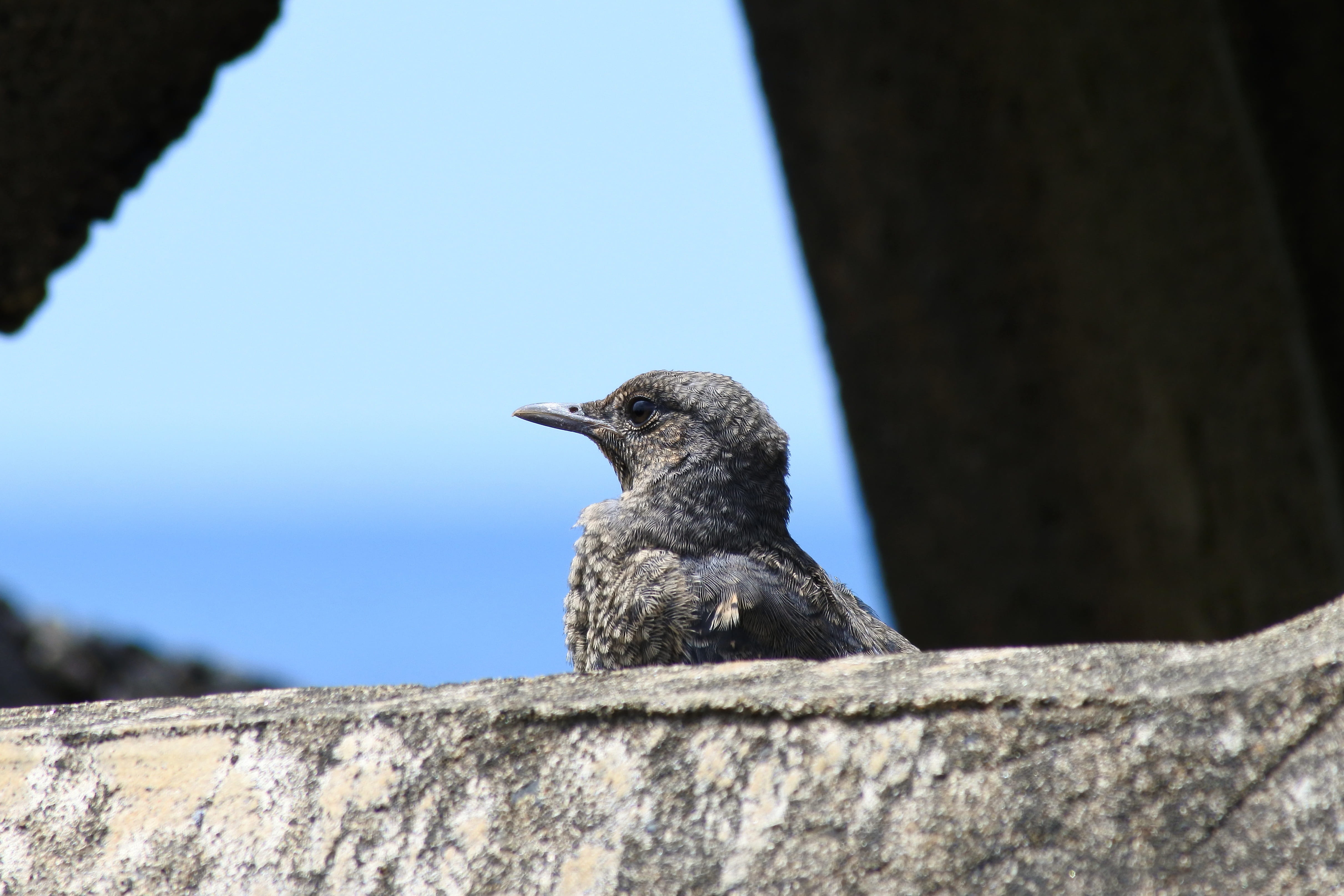 beach, cute, outdoors, solid, sky, Beach, rock - object, little bird, focus on foreground, feather, 4K, clear sky, vertebrate, Wave, animal themes, low angle view, HD Wallpaper
