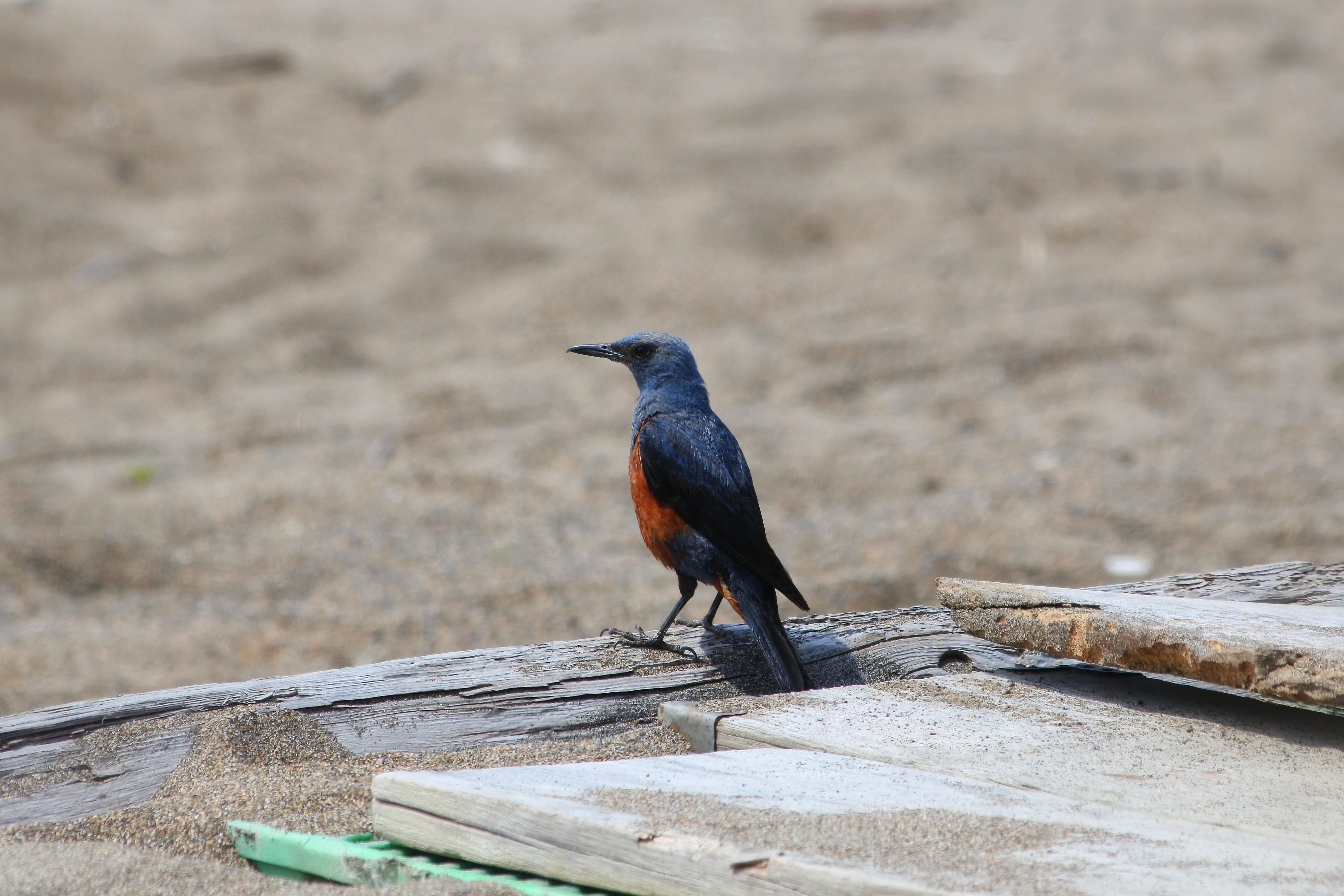 full length, focus on foreground, natural, nature, 5K, one animal, vertebrate, animals in the wild, Beach, wild birds, animal themes, wild animal, raven - bird, HD Wallpaper