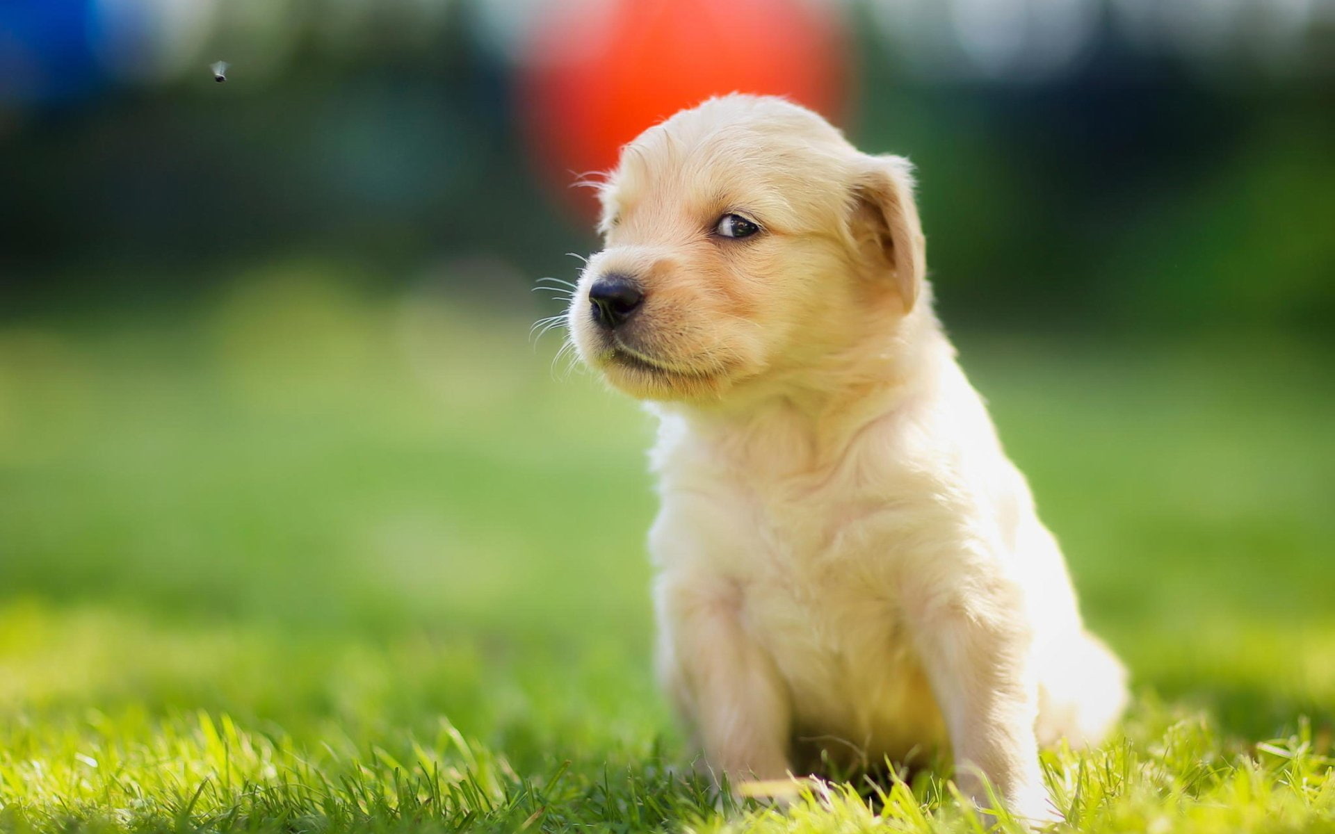 mammal, puppy, retriever, plant, purebred dog, labrador, pets, young animal, animal, dog, sitting, domestic animals, small, field, domestic, no people, HD Wallpaper