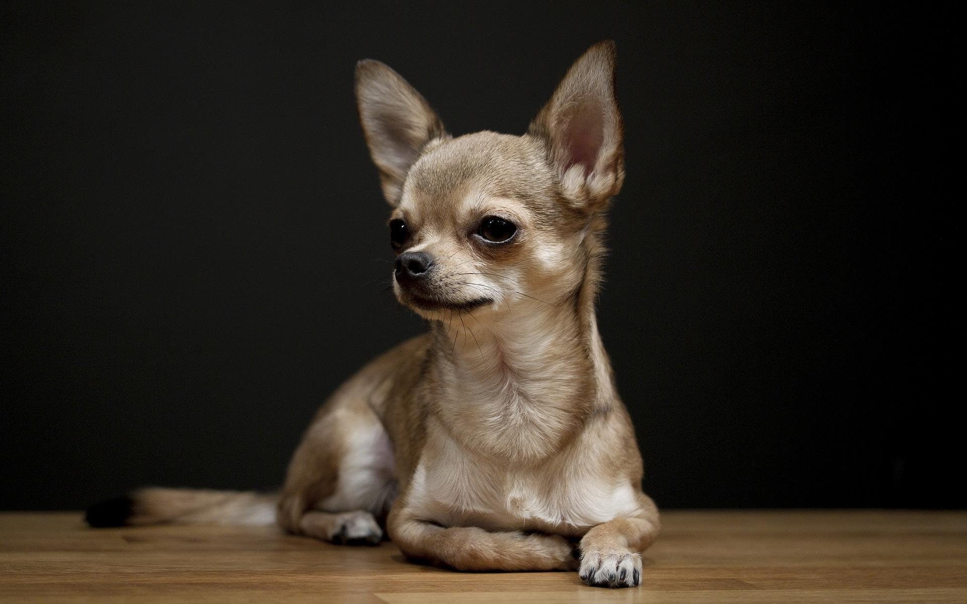 Perro, Canino, 1080P, chihuahua, HD Wallpaper