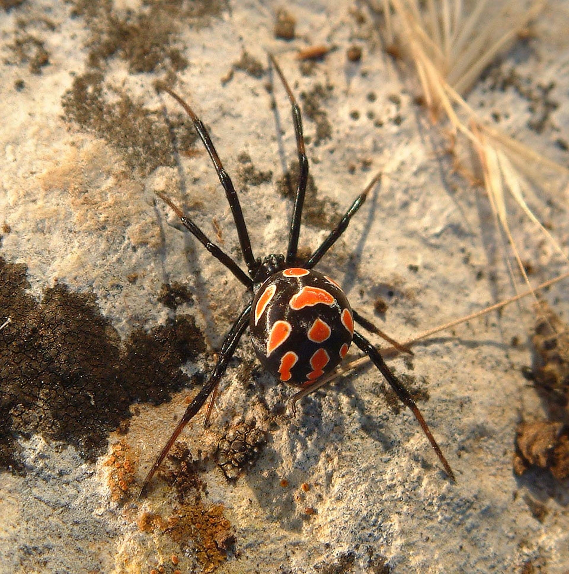 toxic, latrodectus mactans, black, malmignatte, invertebrate, animal antenna, beauty in nature, nature, animal wildlife, butterfly - insect, spotted, high angle view, Phone HD Wallpaper