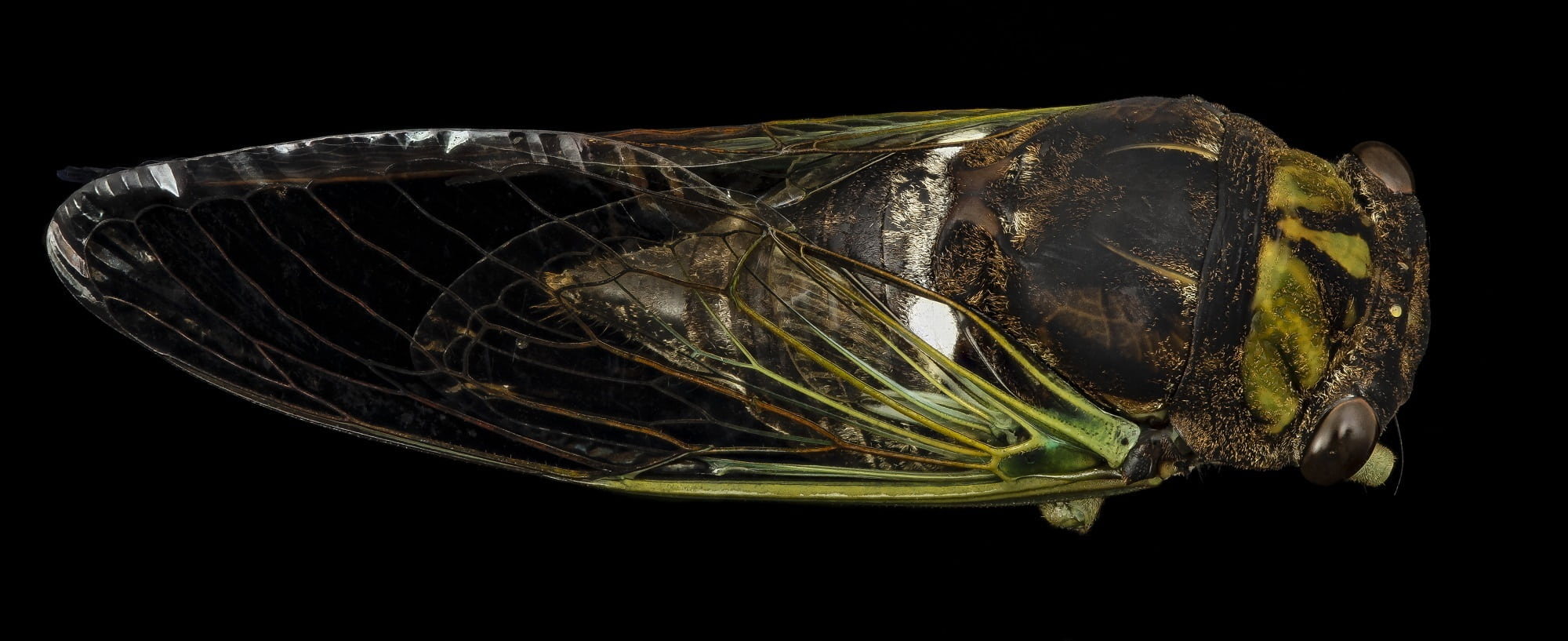 wildlife, bug, no people, s, food and drink, food, mounted, insect, dark, black background, wings, macro, 1080P, indoors, basket, marine, healthy eating, HD Wallpaper
