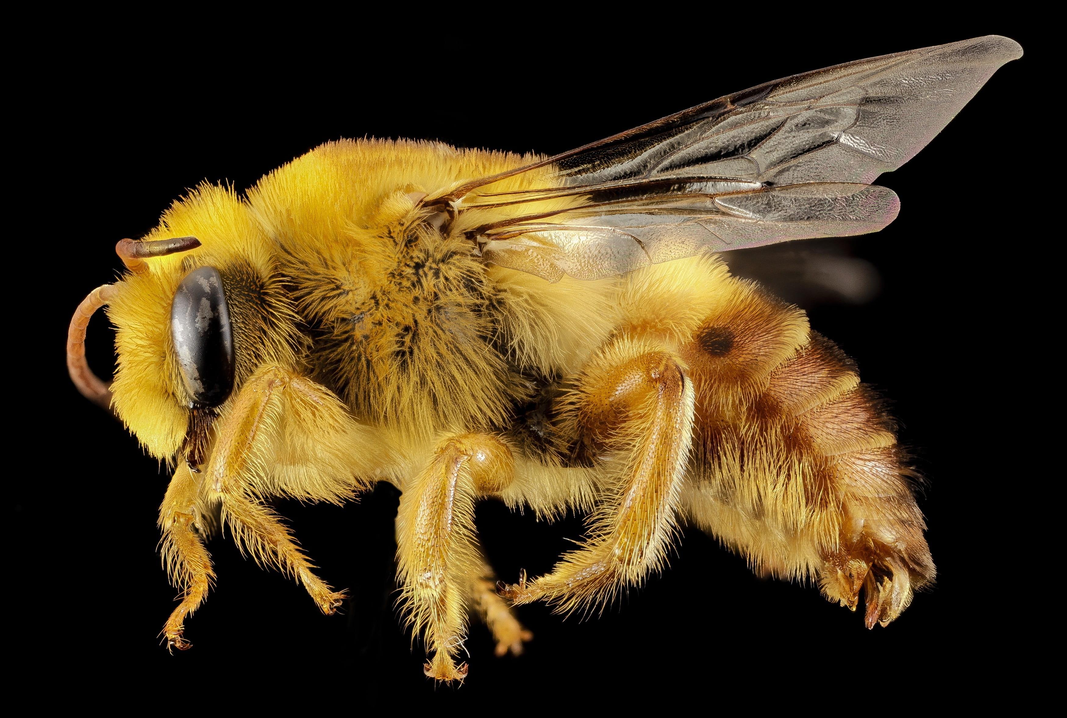 macro, zoology, profile, plasterer bee, one animal, paracolletes, animal themes, u s geological survey, eye, wildlife, close up, 2K, magnification, close-up, HD Wallpaper