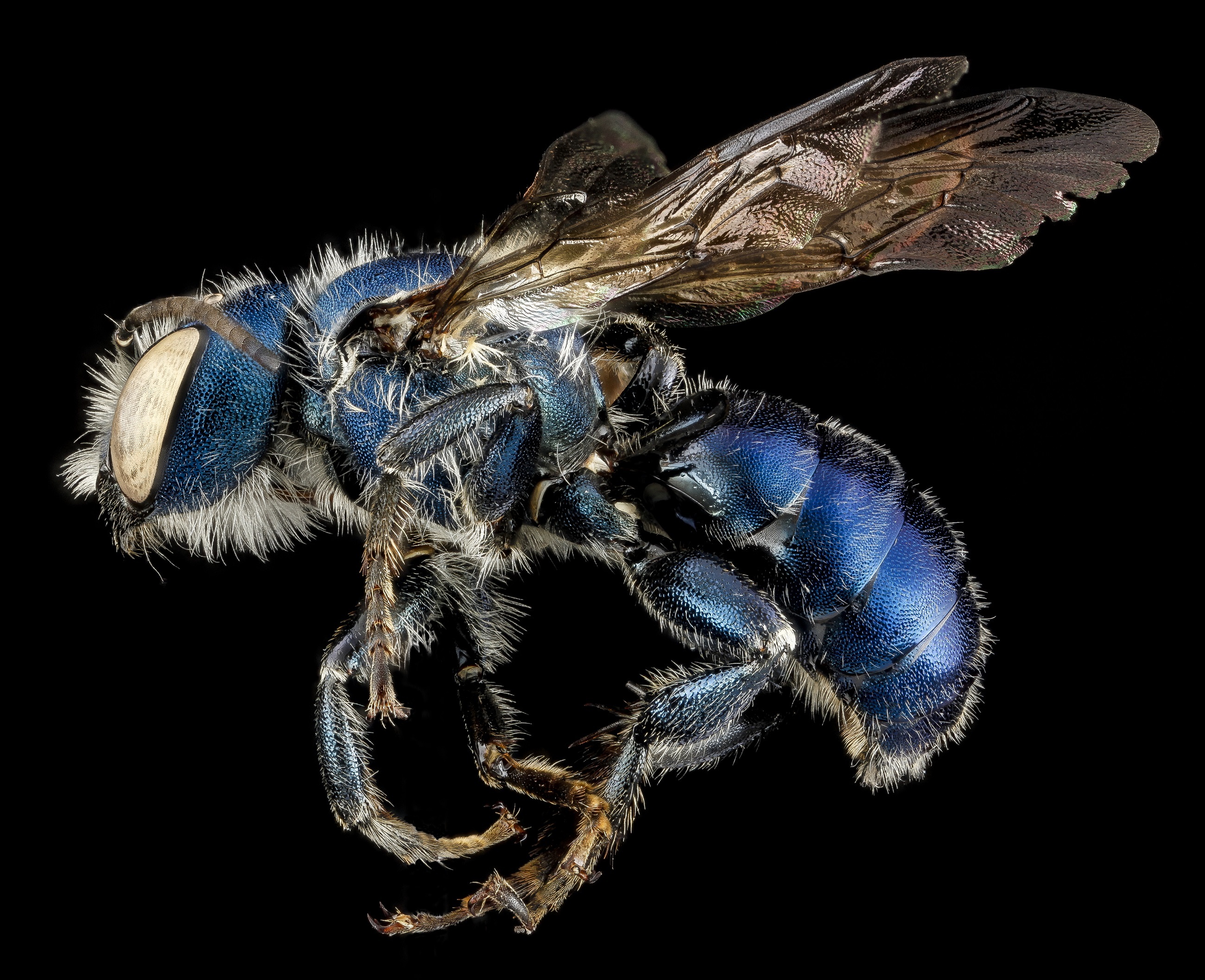 blue, mason bee, animal wing, butterfly - insect, fly, animal body part, animal, one animal, geological survey, photo, arachnid, arthropod, black background, HD Wallpaper
