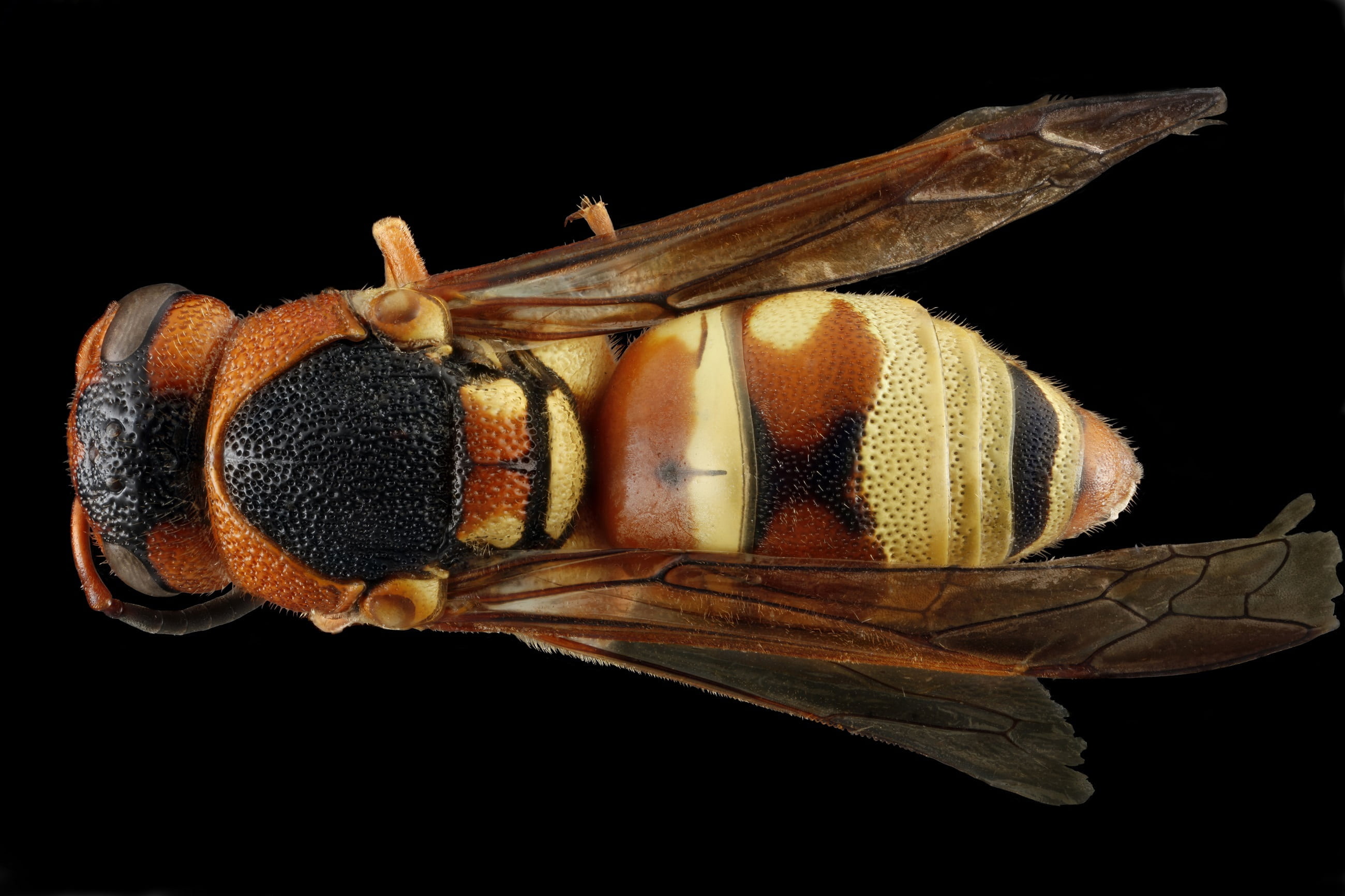 healthy eating, nature, macro, food, wellbeing, wasp, wildlife, fruit, no people, portrait, fly, plant, still life, 2K, studio shot, cut out, insect, leaf, HD Wallpaper