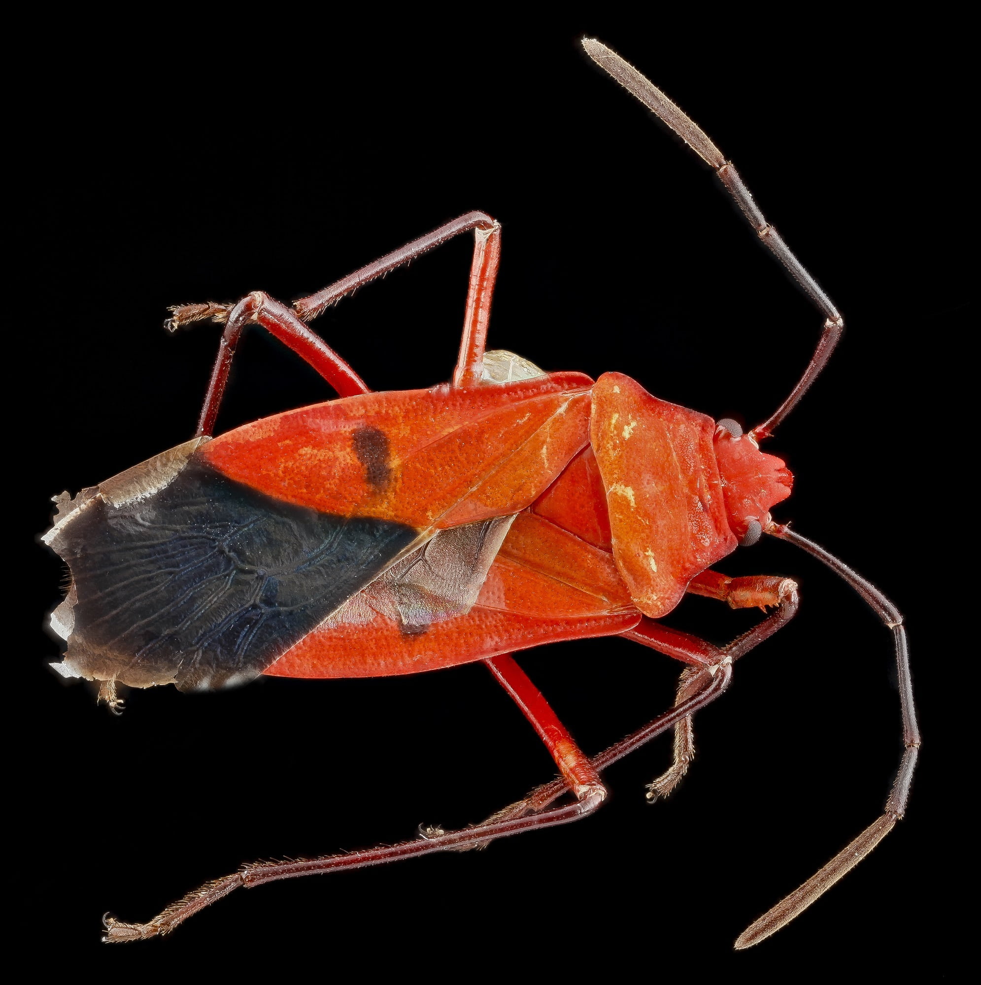 red cotton bug, close-up, fly, u s geological survey, cotton stainer, mounted, animal wildlife, wings, 1080P, studio shot, wildlife, nature, macro, animal, Phone HD Wallpaper