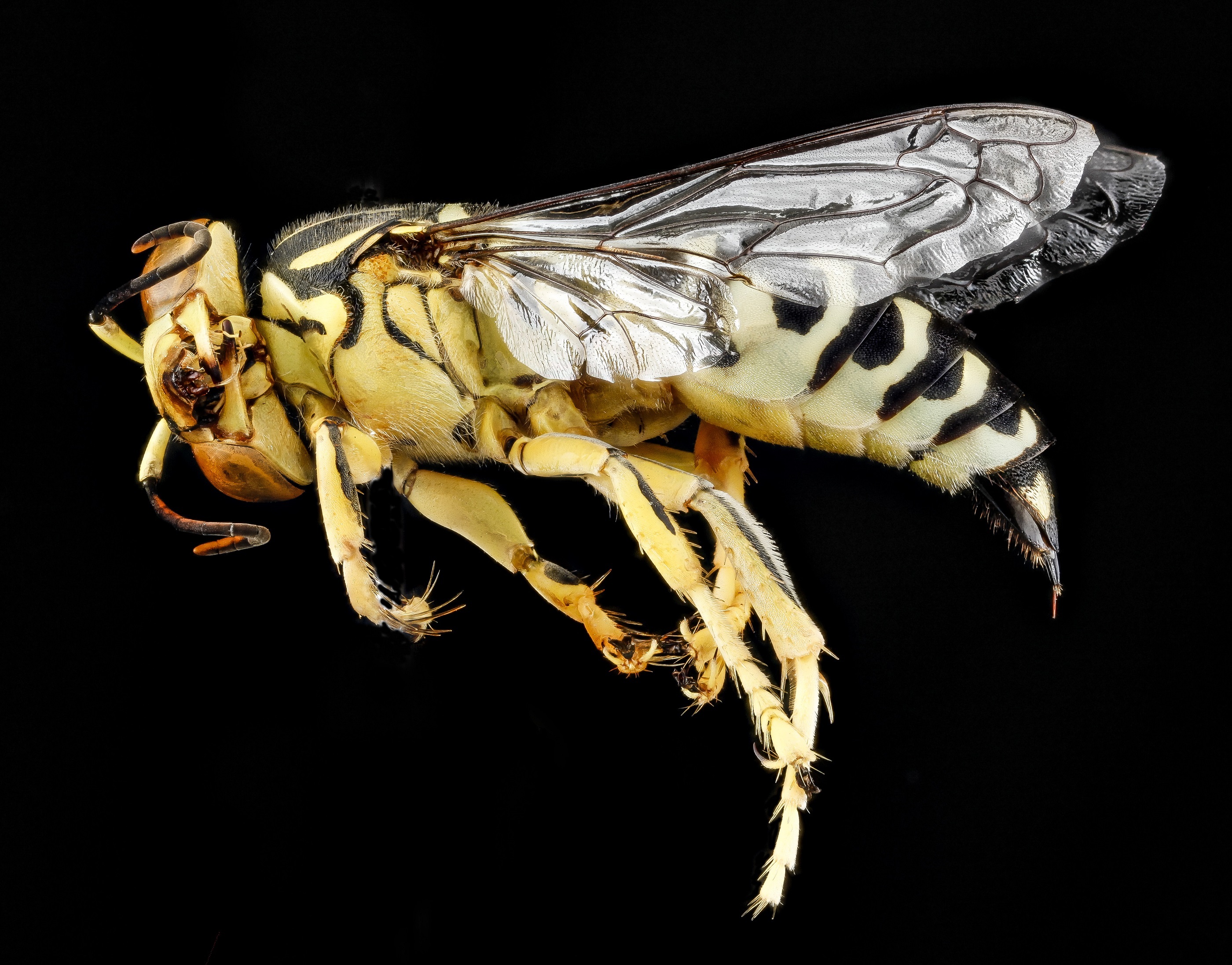 close-up, mounted, indoors, animal wildlife, stinger, animal, geological survey, black background, close up, nature, insect, zoology, invertebrate, 2K, HD Wallpaper