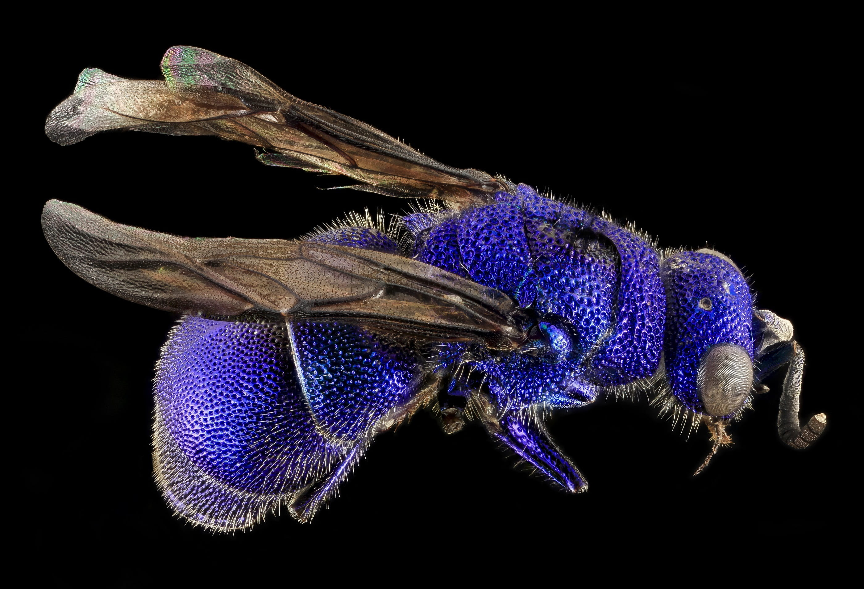 portrait, antennae, closeup, photo, wings, animal, nature, invertebrate, eye, u s geological survey, black background, insect, purple, bee, indoors, wasp, HD Wallpaper