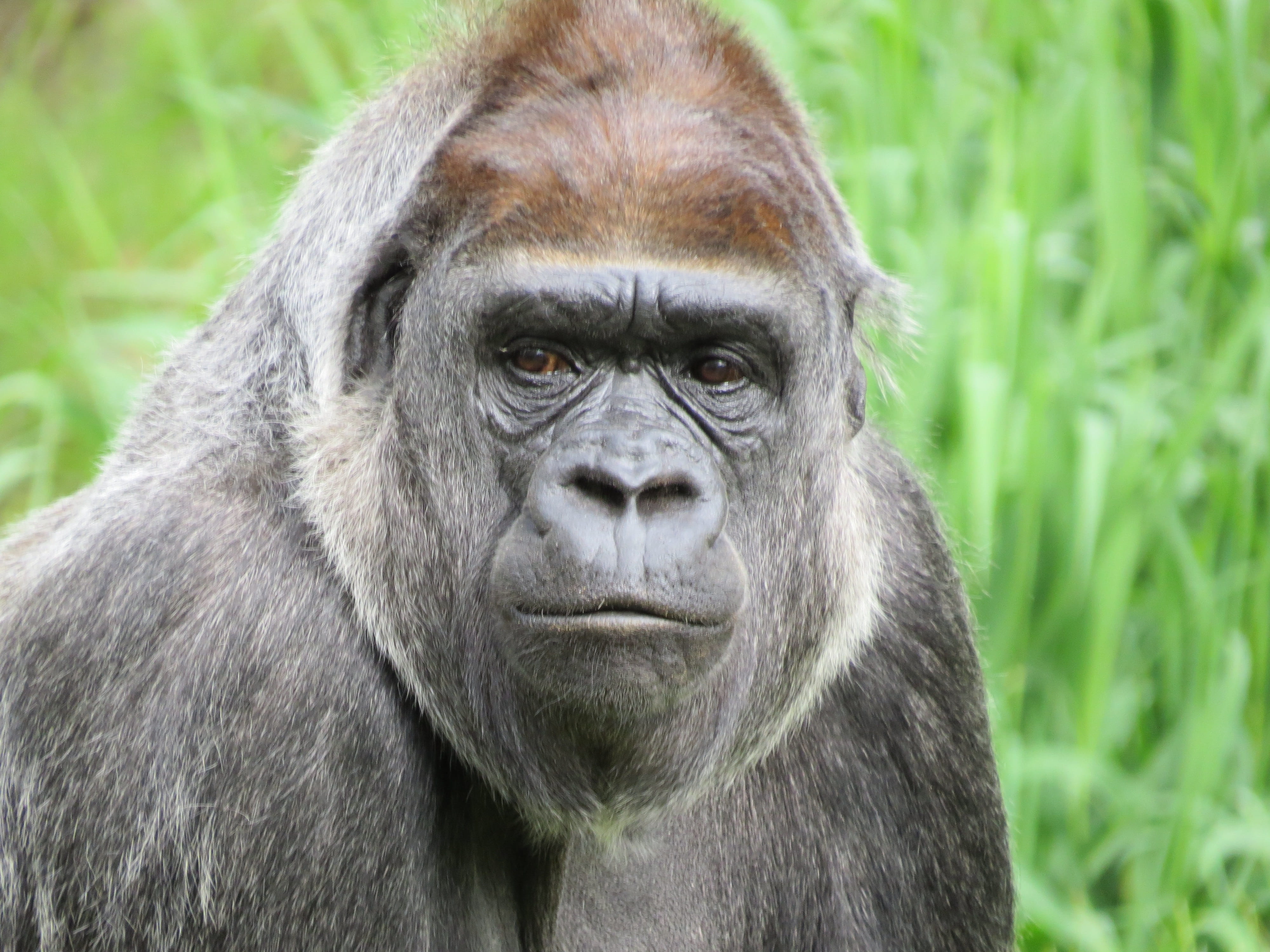 gorilla, jungle, monkey, animal world, 4K, close-up, nature, no people, day, looking at camera, portrait, animal wildlife, wild, one animal, mammal, vertebrate, HD Wallpaper