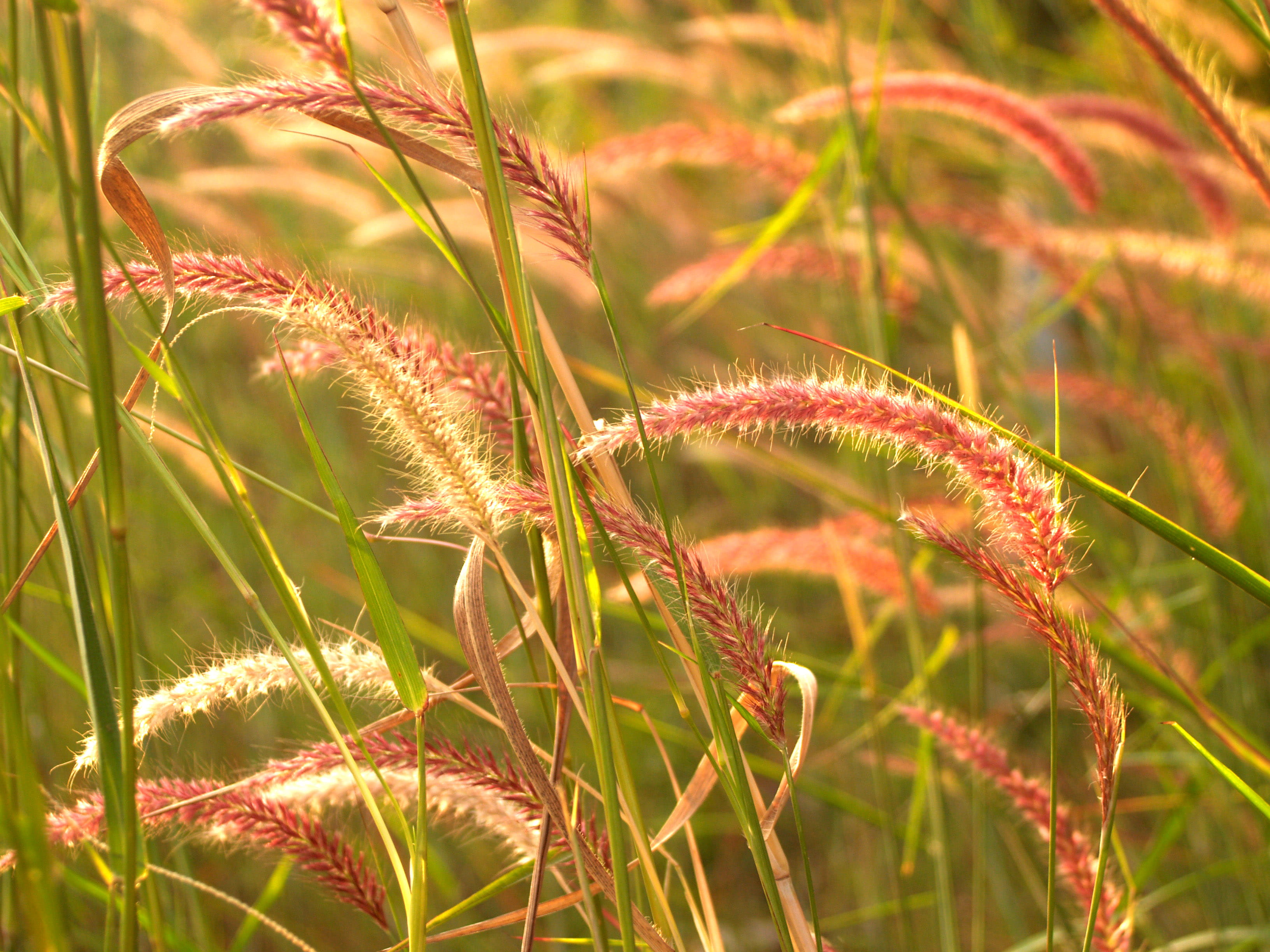 plant, land, bloom, wildflower, grass, wheat grass, sunny, cattail, day, wheat field, yellow, meadow, crop, no people, farm, plants, field, grassland, natural, HD Wallpaper