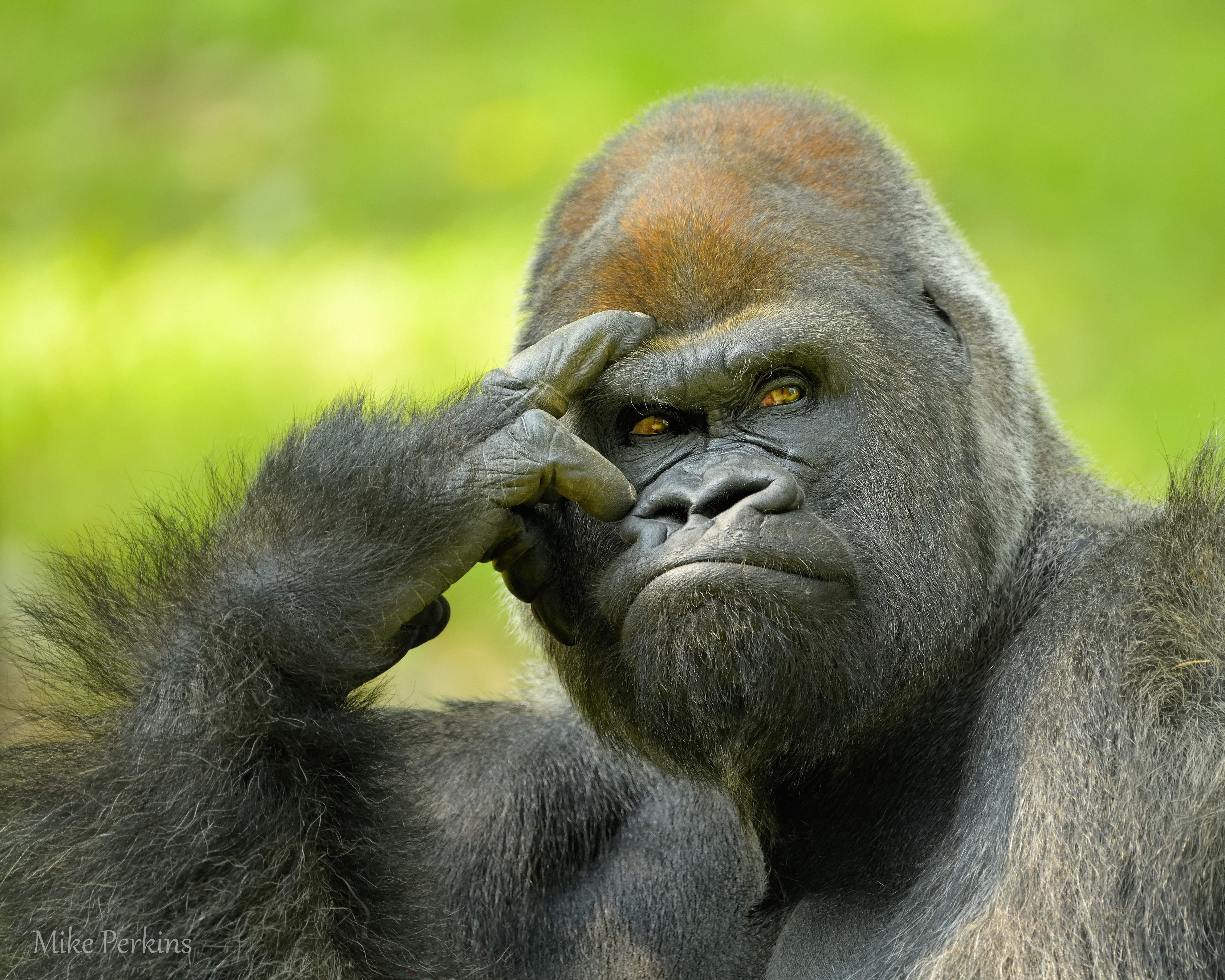 portrait, Gorilla, the Duma thinks, monkey, male, To be or not to be, 5K, HD Wallpaper