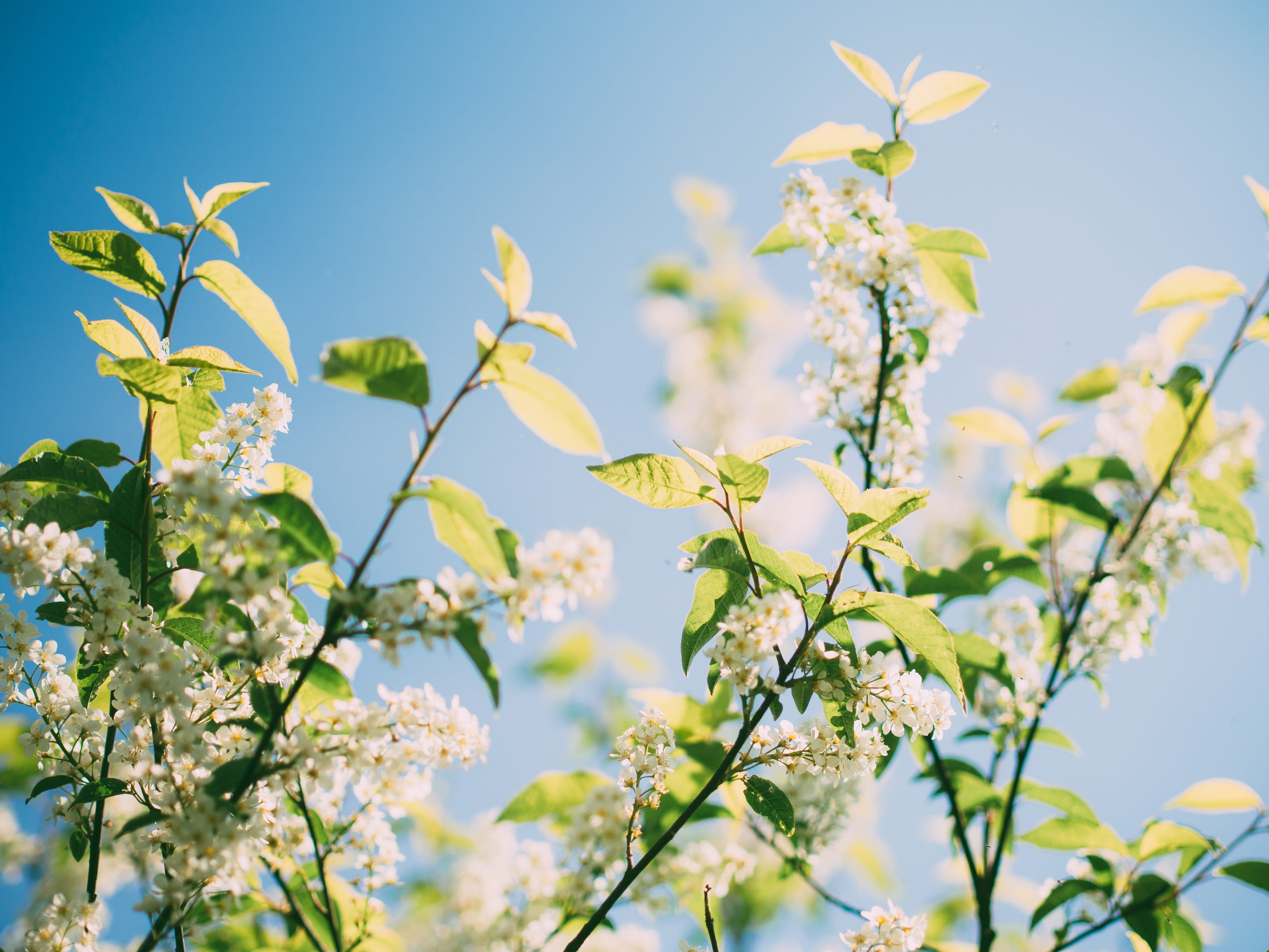 nature, sunlight, petal, plant part, low angle view, environment, tree, freshness, background green, flowering plant, growth, green, sunny, fresh, flower head, HD Wallpaper