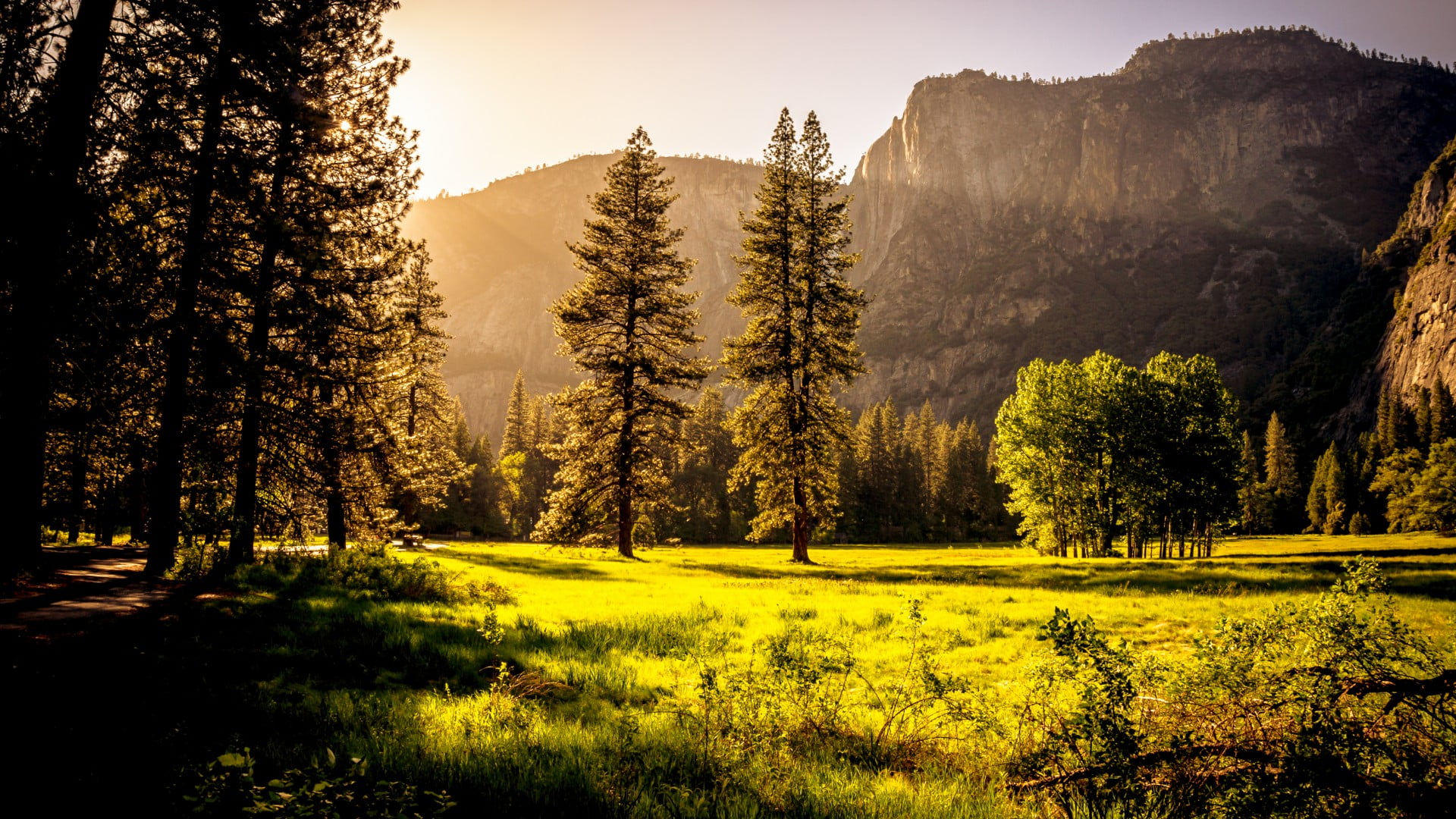 evergreen tree, sun ray, yosemite valley, plant, field, sky, tree, woodland, sunray, united states, wilderness, pine tree, non-urban scene, sunlight, pine woodland, HD Wallpaper