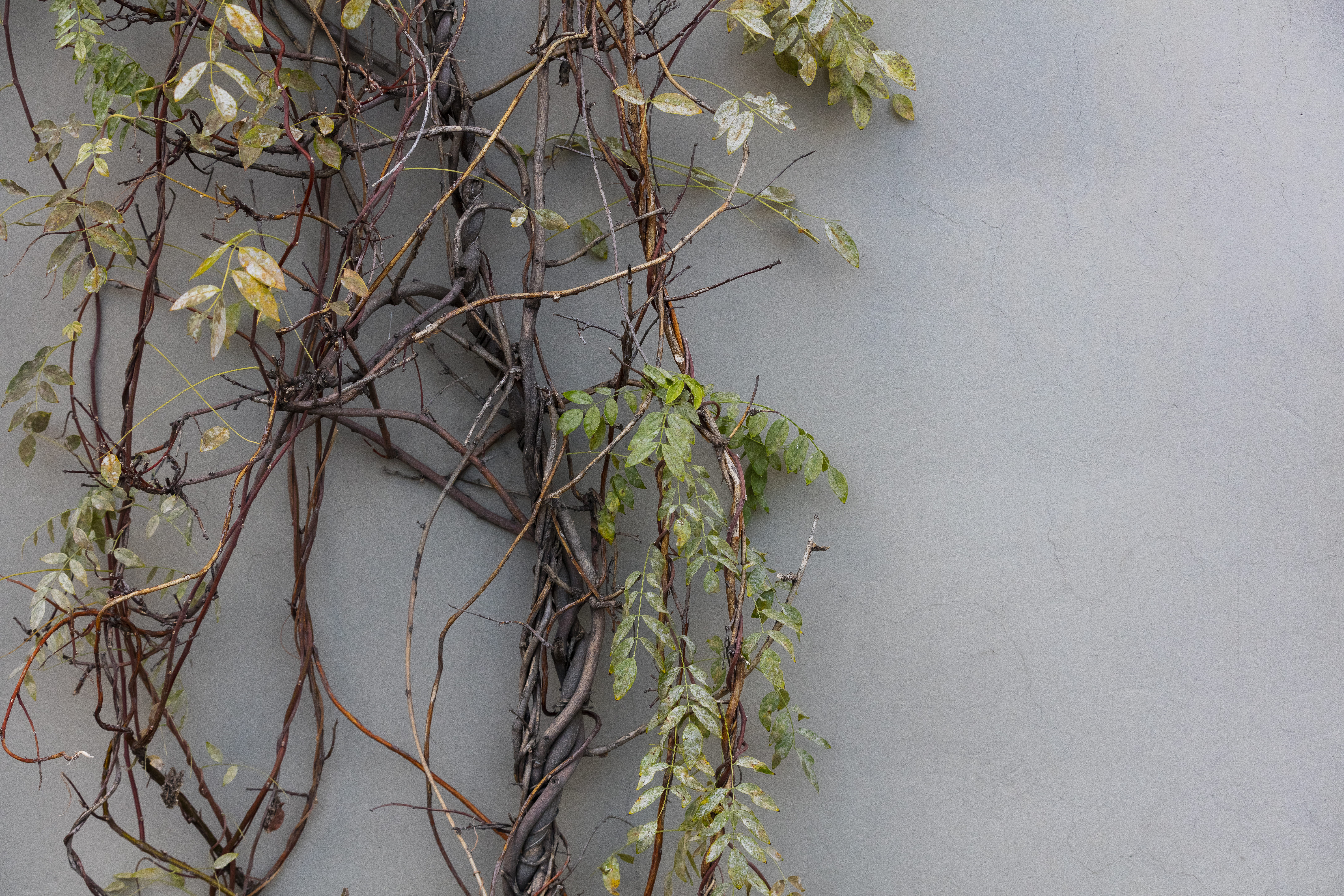 architecture, freshness, united states, outdoors, decay, plant, tree, ivy, green color, decaying, no people, day, old, simple, branch, 8K, texture, minimalism, HD Wallpaper