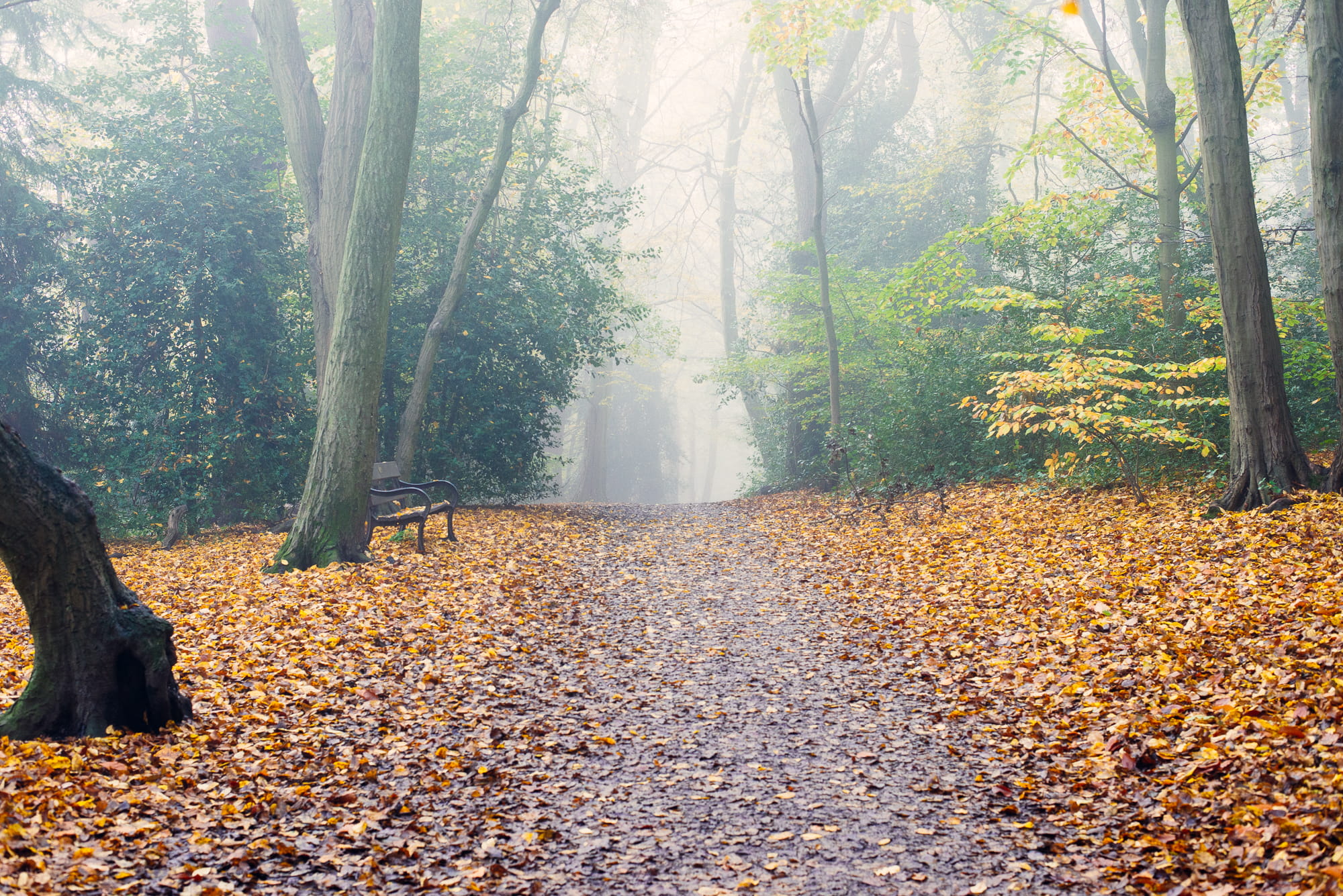 camping, forest, fog, trunk, nature, united kingdom, trees, tranquility, change, autumn, adventure, london, leaf, fall, tree, beauty in nature, forrest, HD Wallpaper