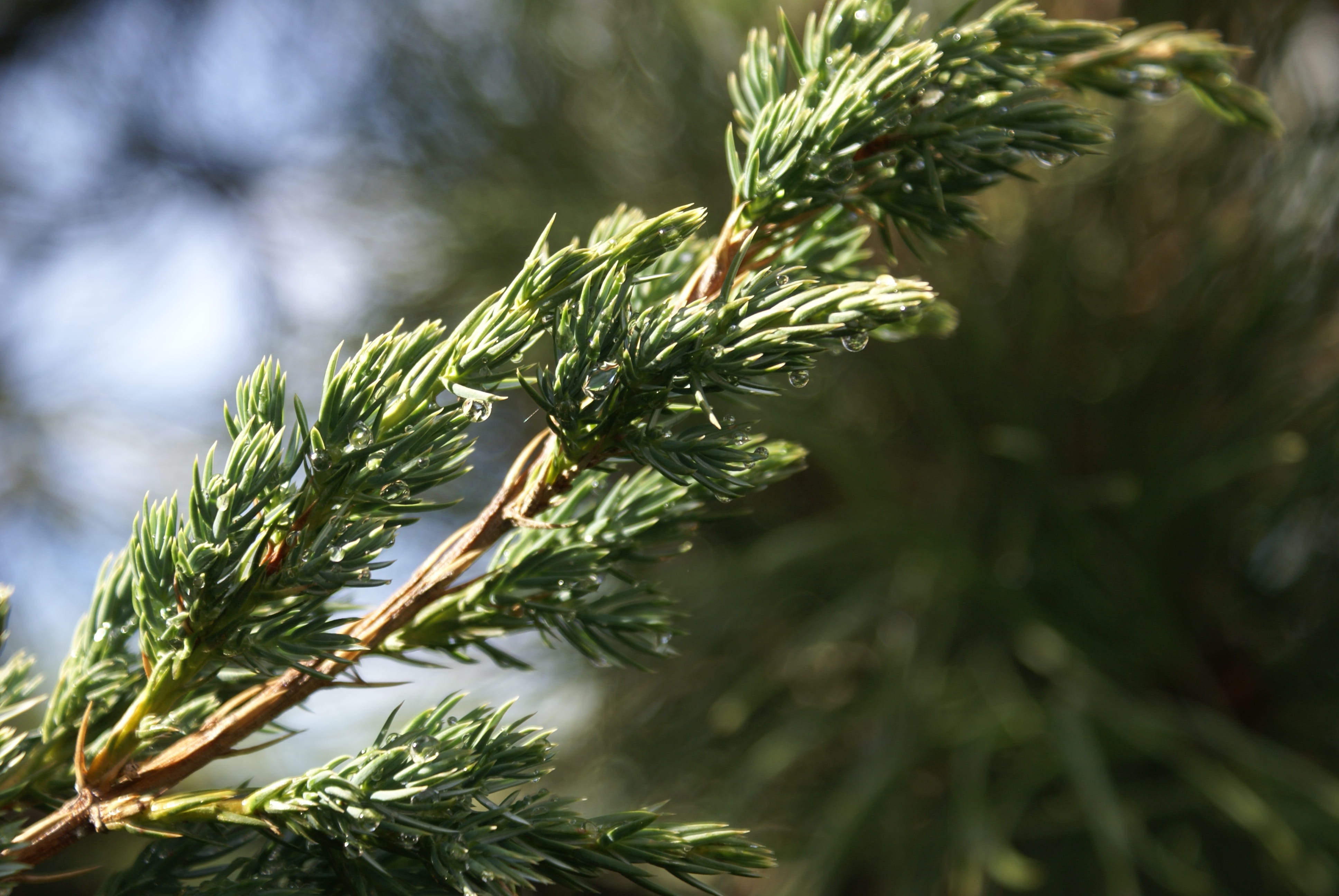 tree, needle - plant part, 4K, beauty in nature, growth, wet, selective focus, himalayan juniper, drops, plant part, tranquility, green, day, close-up, HD Wallpaper