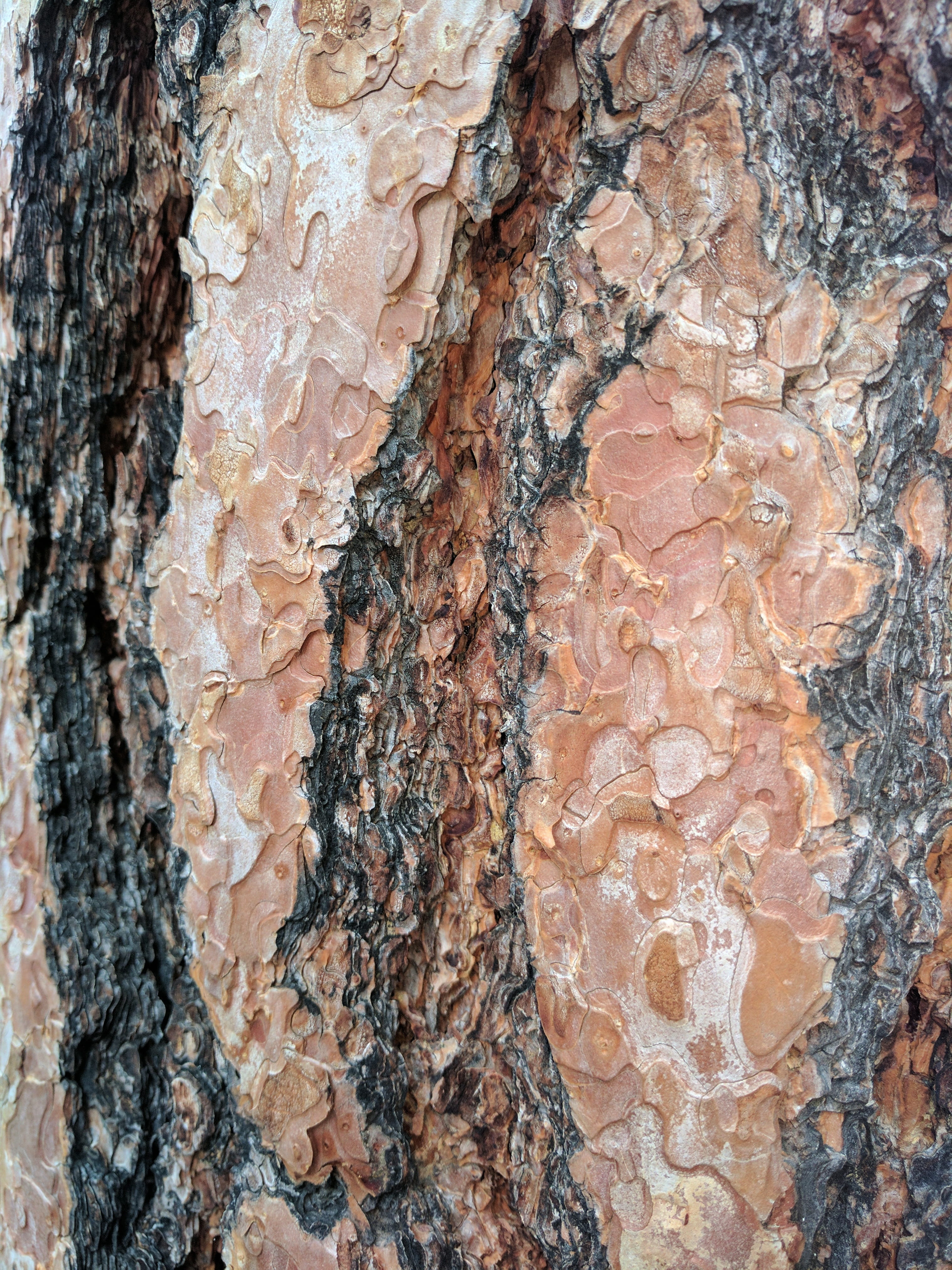 trunk, no people, textured, organic, Wood, full frame, surface, rugged, abstract backgrounds, day, growth, solid, macro, natural, close-up, tree trunk, Phone HD Wallpaper