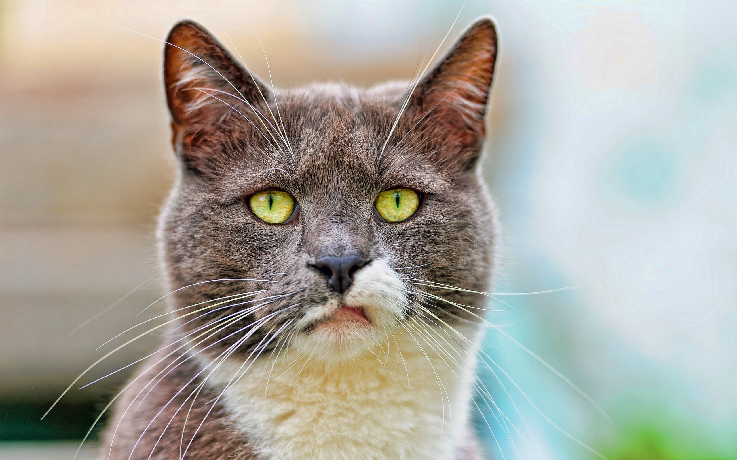 gray, staring, nature, domestic Animals, tabby, animal, portrait, domestic, kitten, face, sitting, one Animal, yellow eyes, day, animal body part, vertebrate, HD Wallpaper
