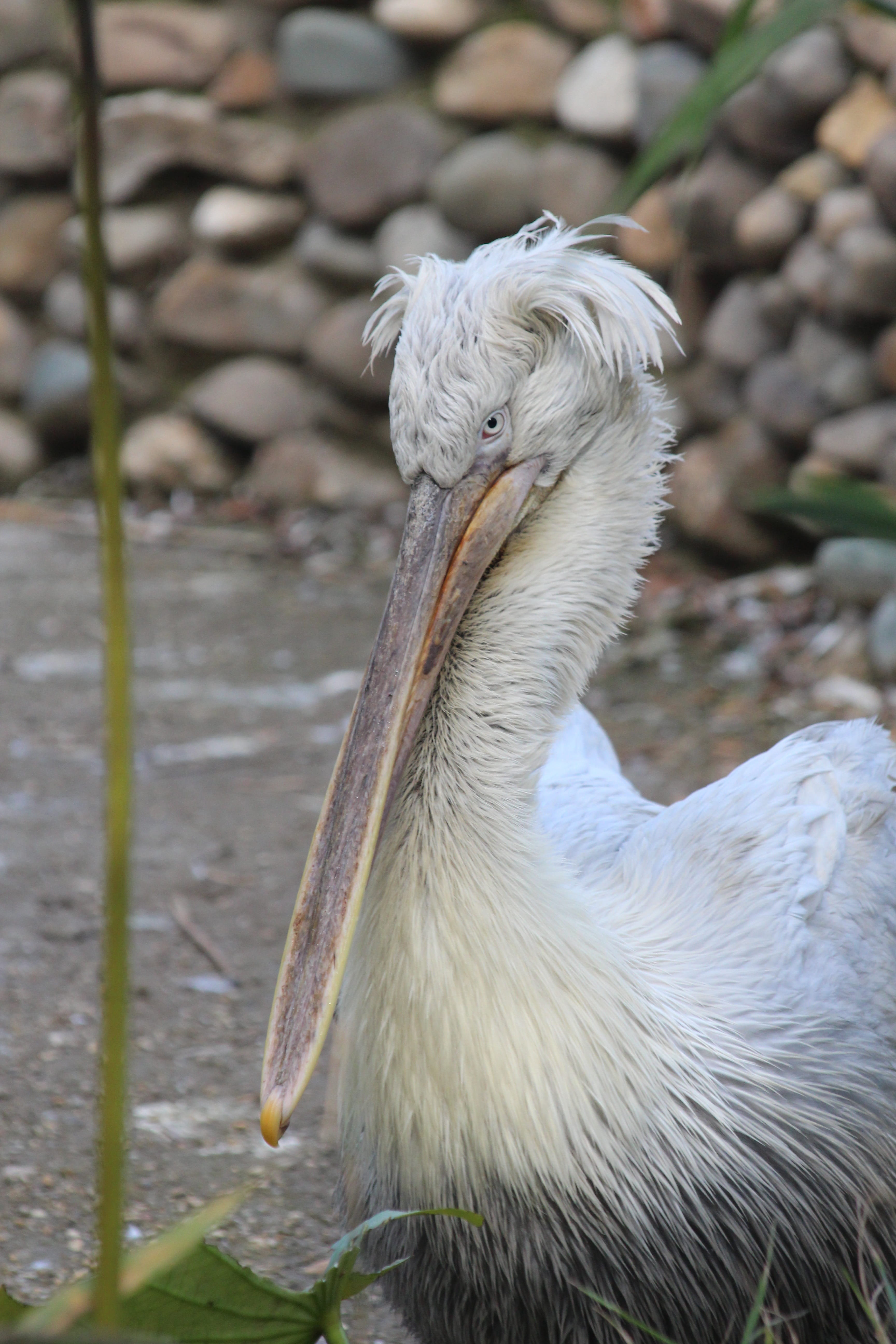 animal neck, 5K, animal wildlife, beak, bird, water bird, feathers, animal themes, angry, plumage, focus on foreground, white color, living nature, nature, Phone HD Wallpaper