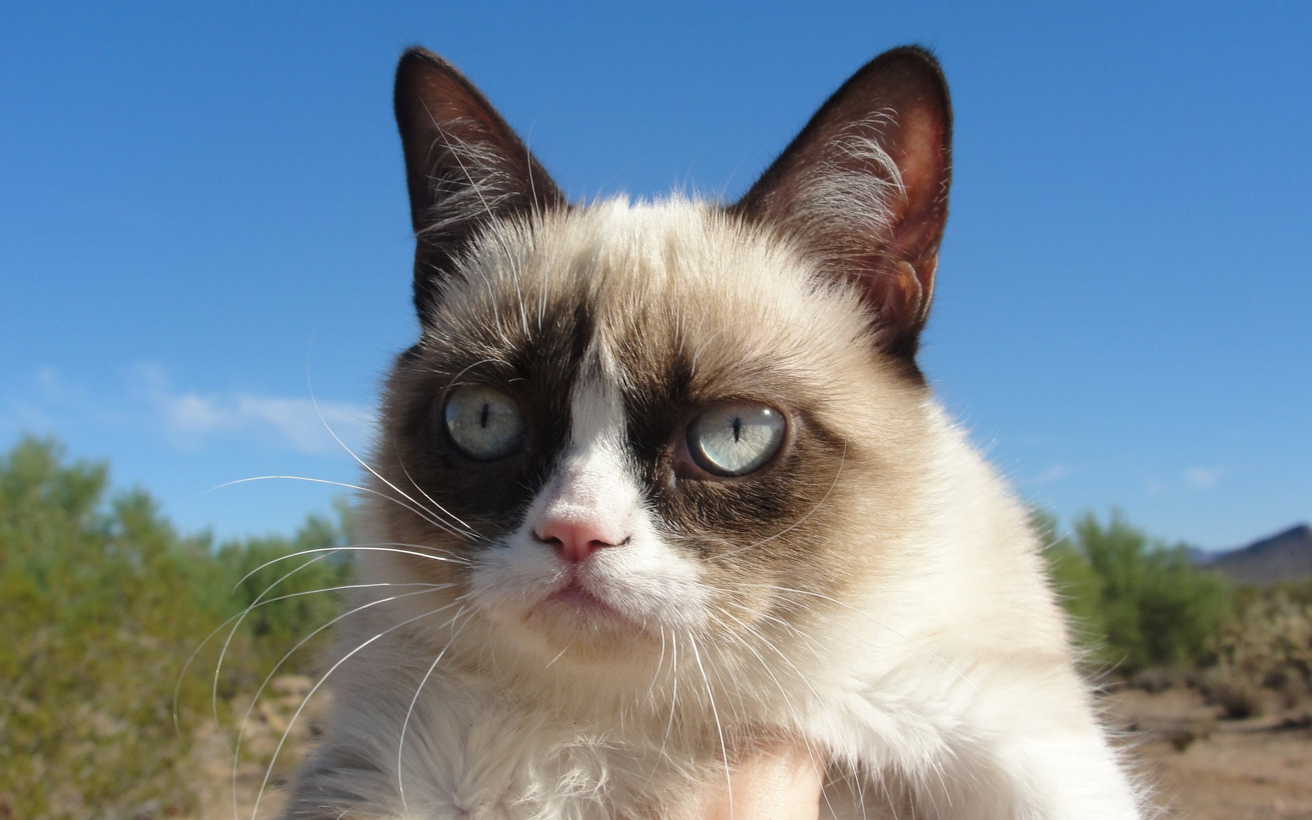 dissatisfied, cat, 2K, grumpy, HD Wallpaper