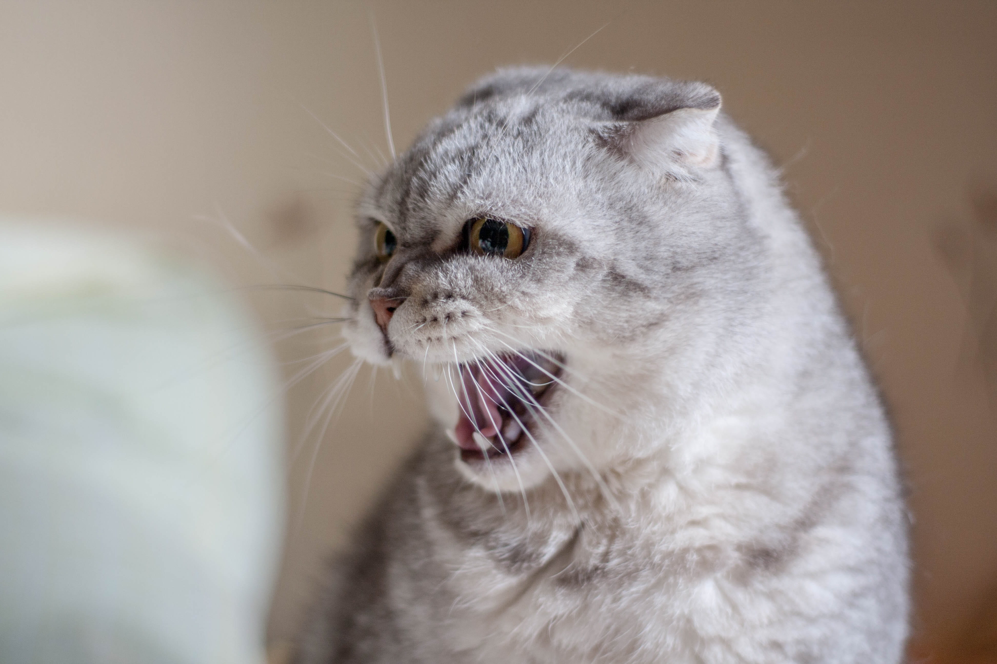 long, fluffy cat, animal head, mammal, looking, grey, animal body part, 4K, mouth open, evil, one animal, dissatisfied, feline, closeup, cat, resentful, HD Wallpaper