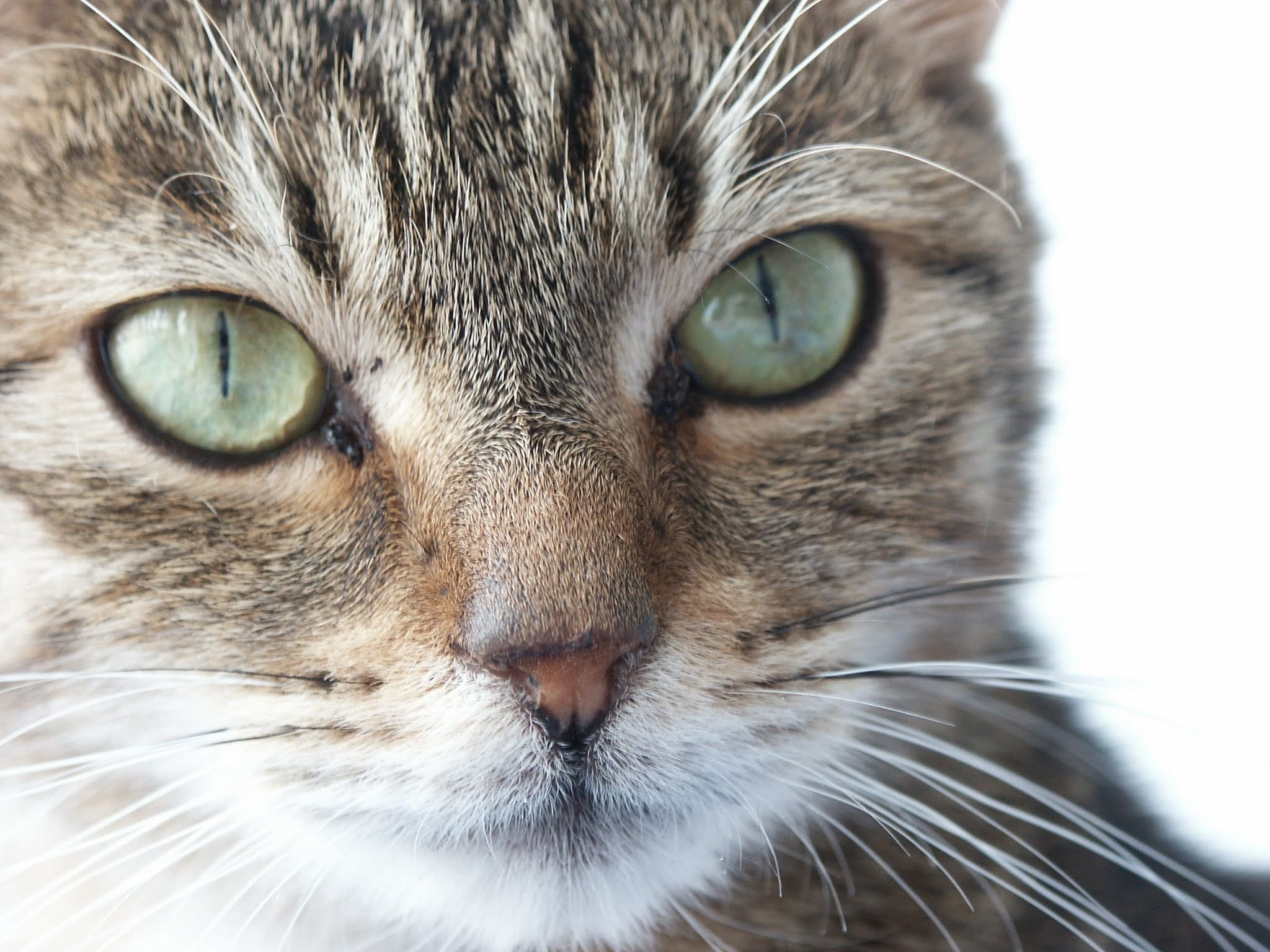 animals, eye, View, green eyes, gaze, whisker, portrait, domestic, Eyes, big eyes, Pet, body part, animal head, yellow eyes, feline, looking at camera, HD Wallpaper