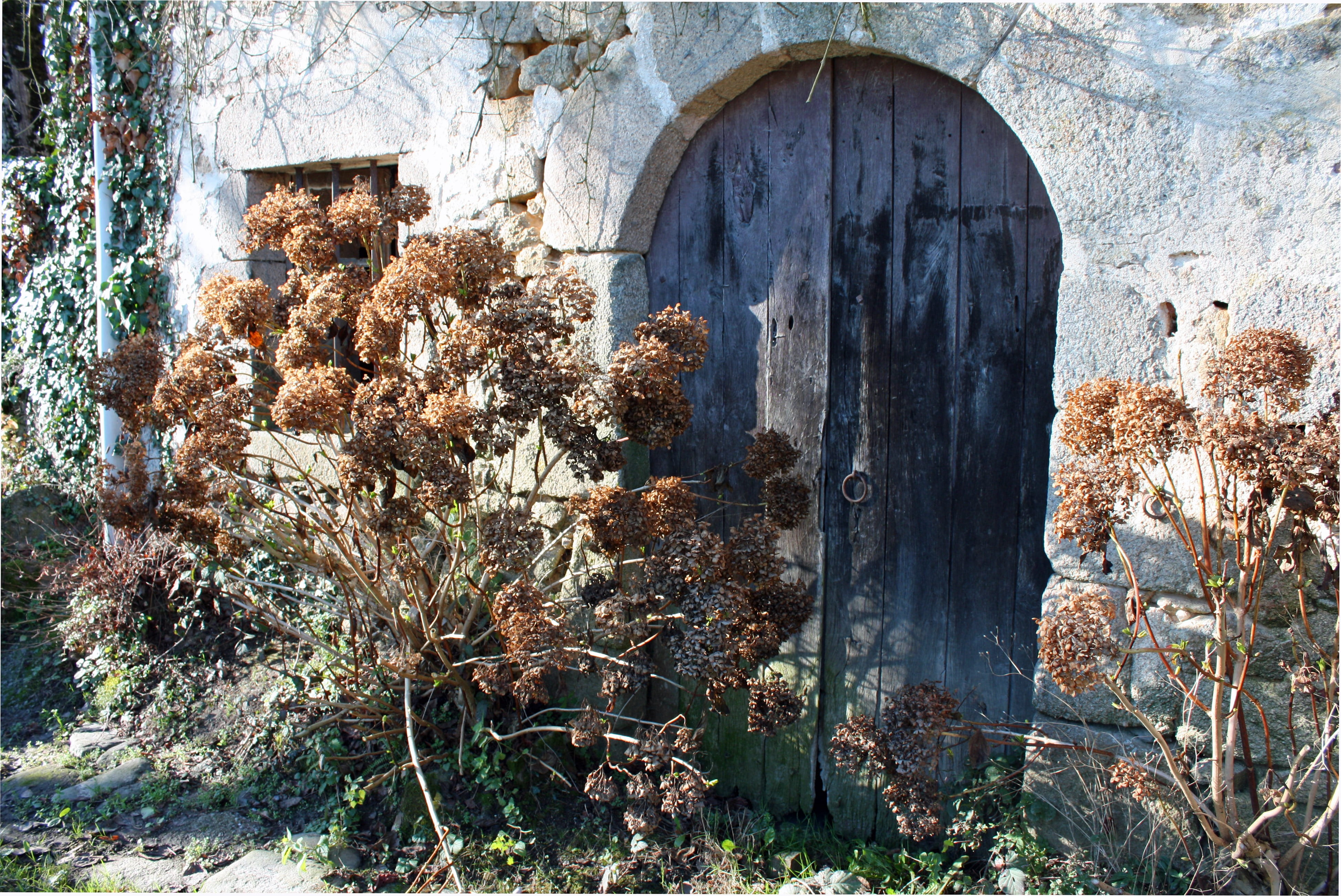 the past, growth, wooden, doorway, rustic, tree, sunlight, vintage, weathered, structure, building exterior, exterior, enter, 4K, nature, history, architecture, HD Wallpaper