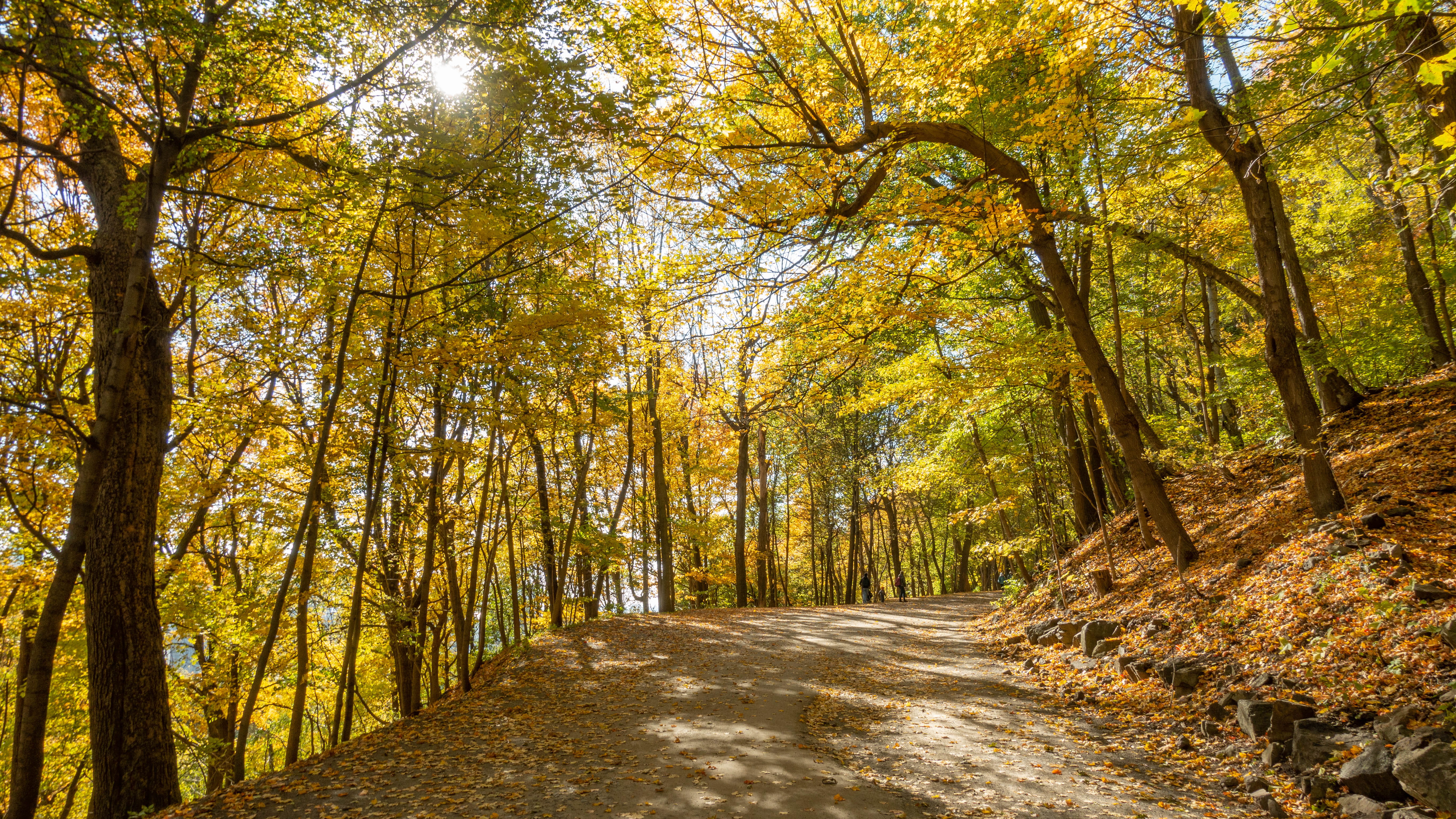birch, land, scenery, non-urban scene, canada, road, outdoors, forest, tranquility, tree, footpath, gravel, growth, autumn collection, nature, trunk, dirt road, HD Wallpaper