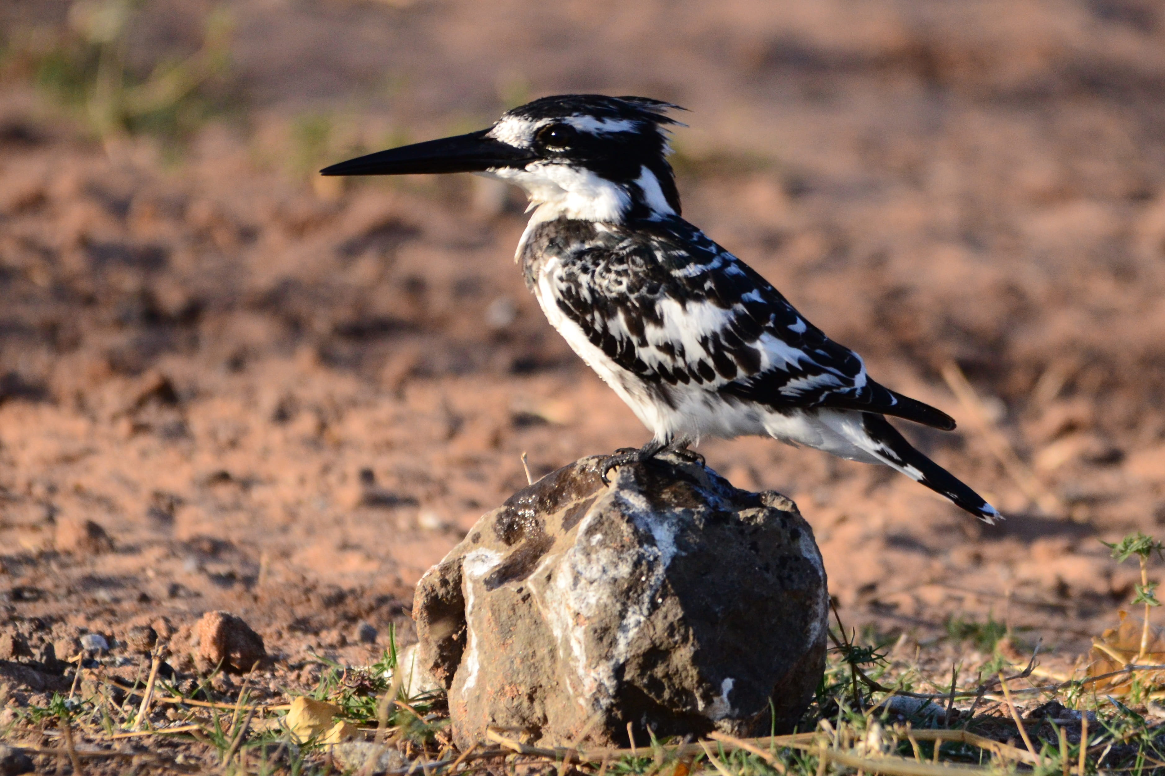 animal wildlife, day, Botswana, field, perching, animal, side view, sunlight, Kingfisher, outdoors, no people, full length, nature, preferably, animals in the wild, HD Wallpaper