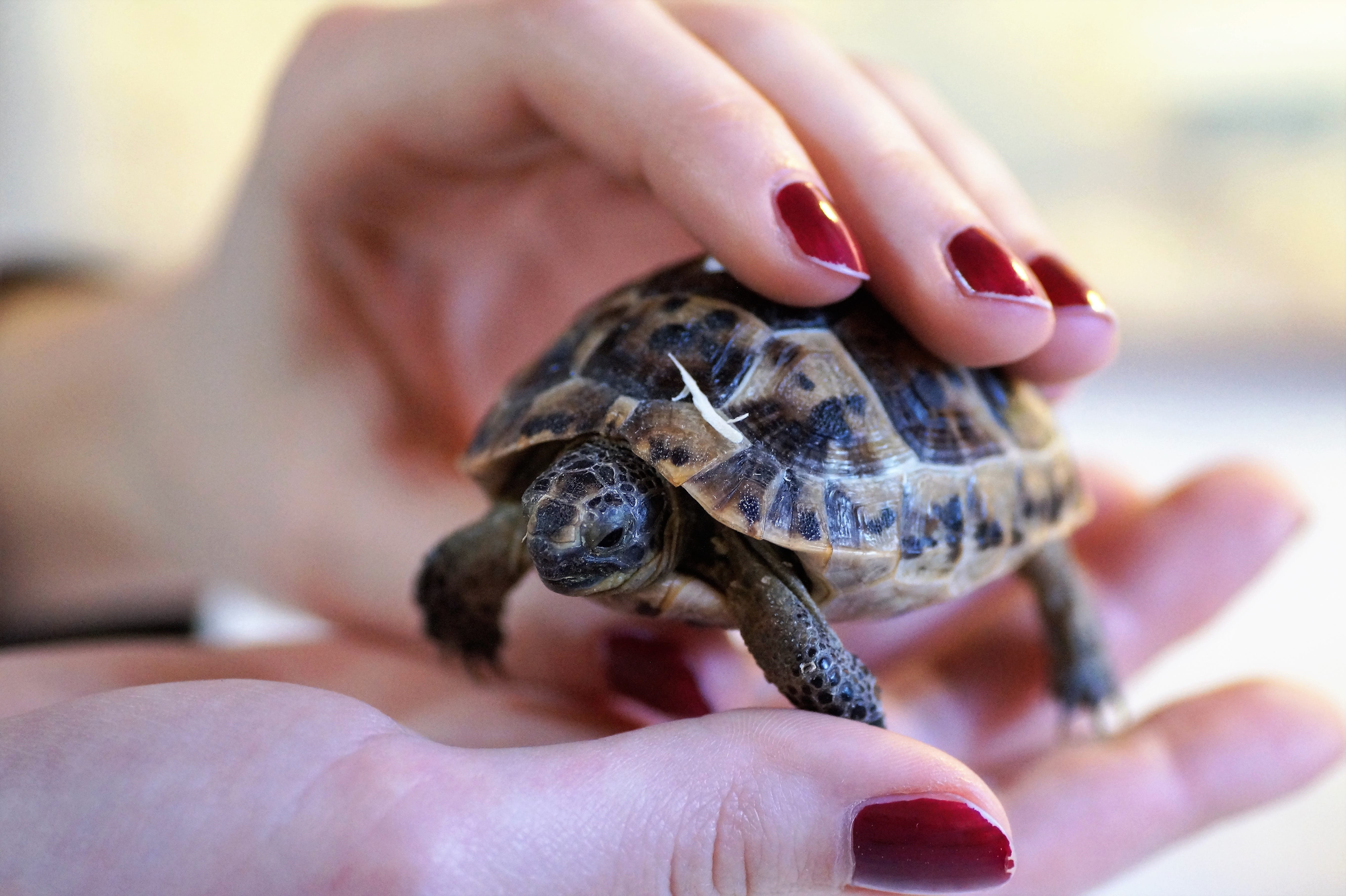 human finger, care, reptile, pet owner, cites, animals in the wild, shell, human hand, close-up, tan, one person, curious, focus on foreground, young animal, HD Wallpaper
