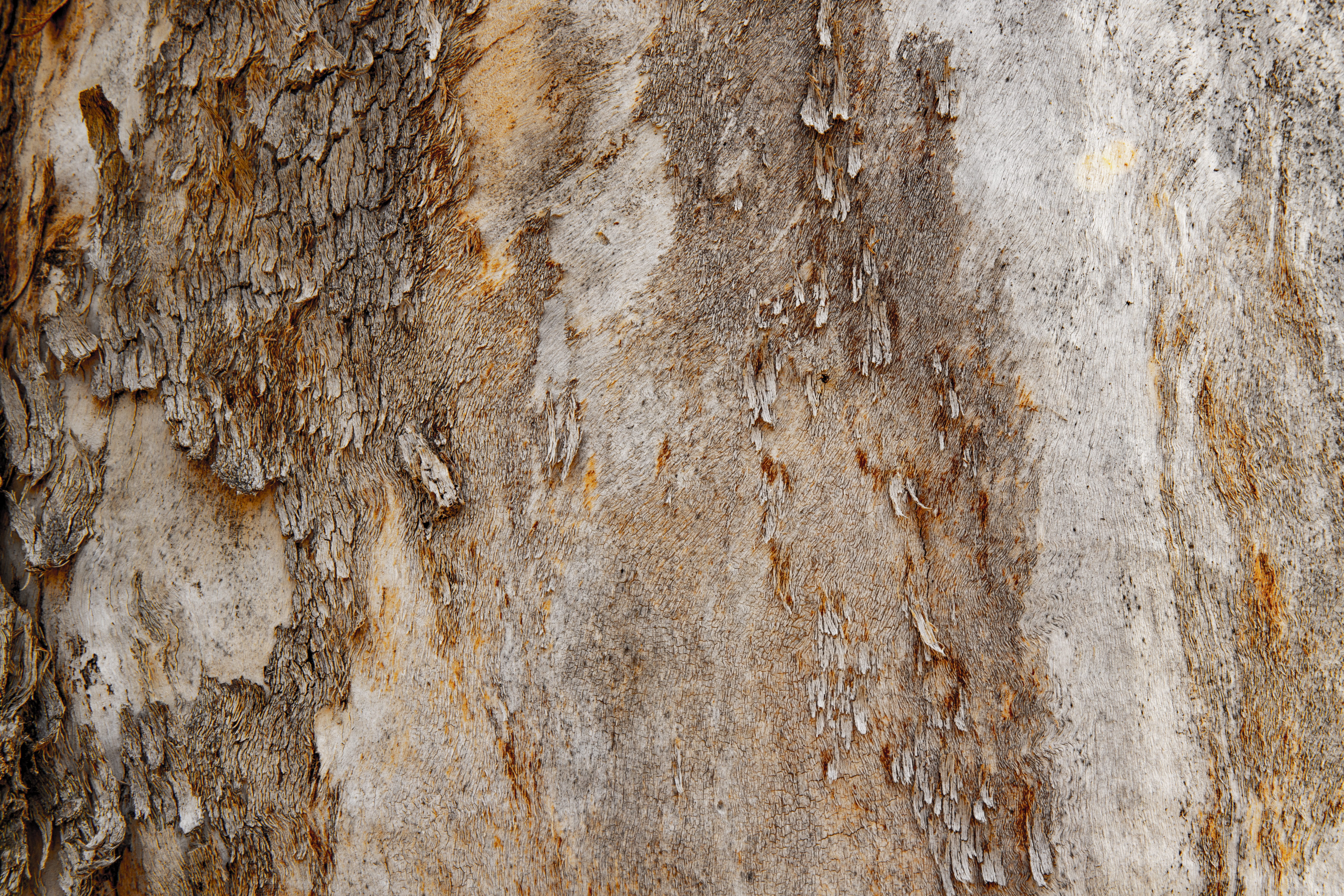 old, tree, brown, peeling off, wall - building feature, built structure, surface, decline, registration, weathered, run-down, day, trunk, architecture, HD Wallpaper