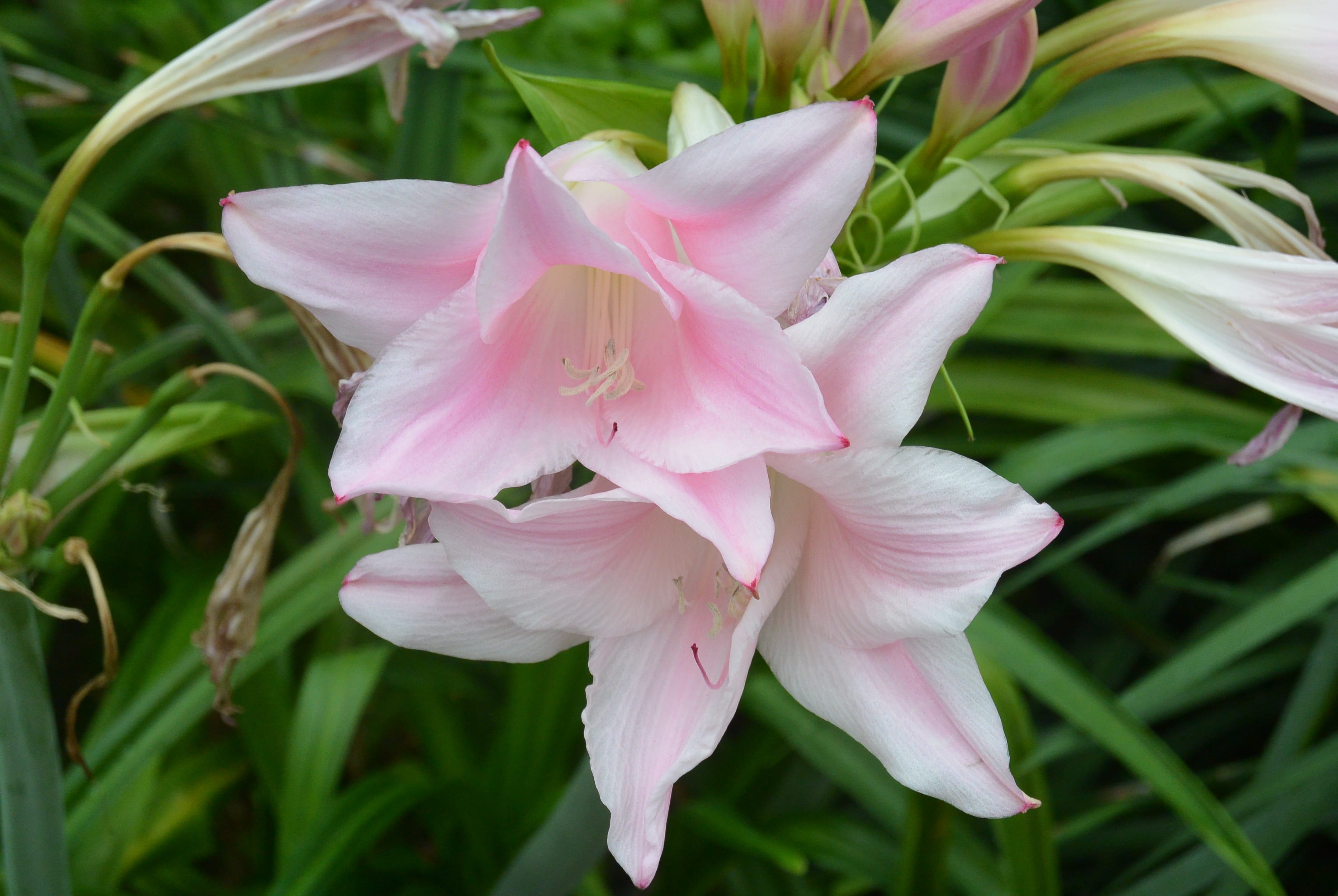 no people, outdoors, pastel, plant, light pink, registration, flower head, growth, botany, lily, flowering plant, day, beauty in nature, 4K, plant part, HD Wallpaper