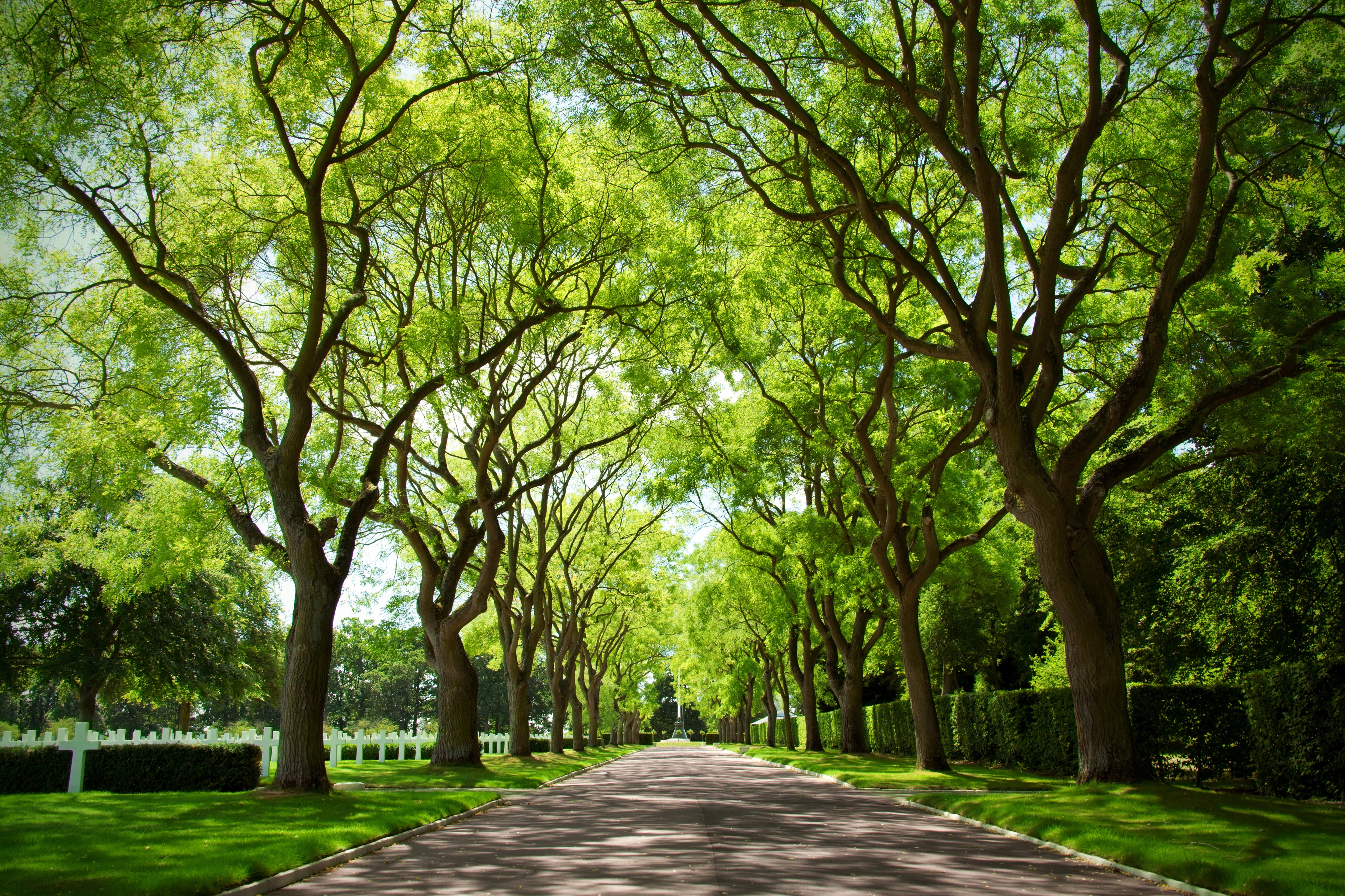 gray, grass, nature, leaf, tranquility, treelined, tree, branches, canopy, outdoors, park - Man Made Space, trees, no People, growth, landscape, forest, HD Wallpaper