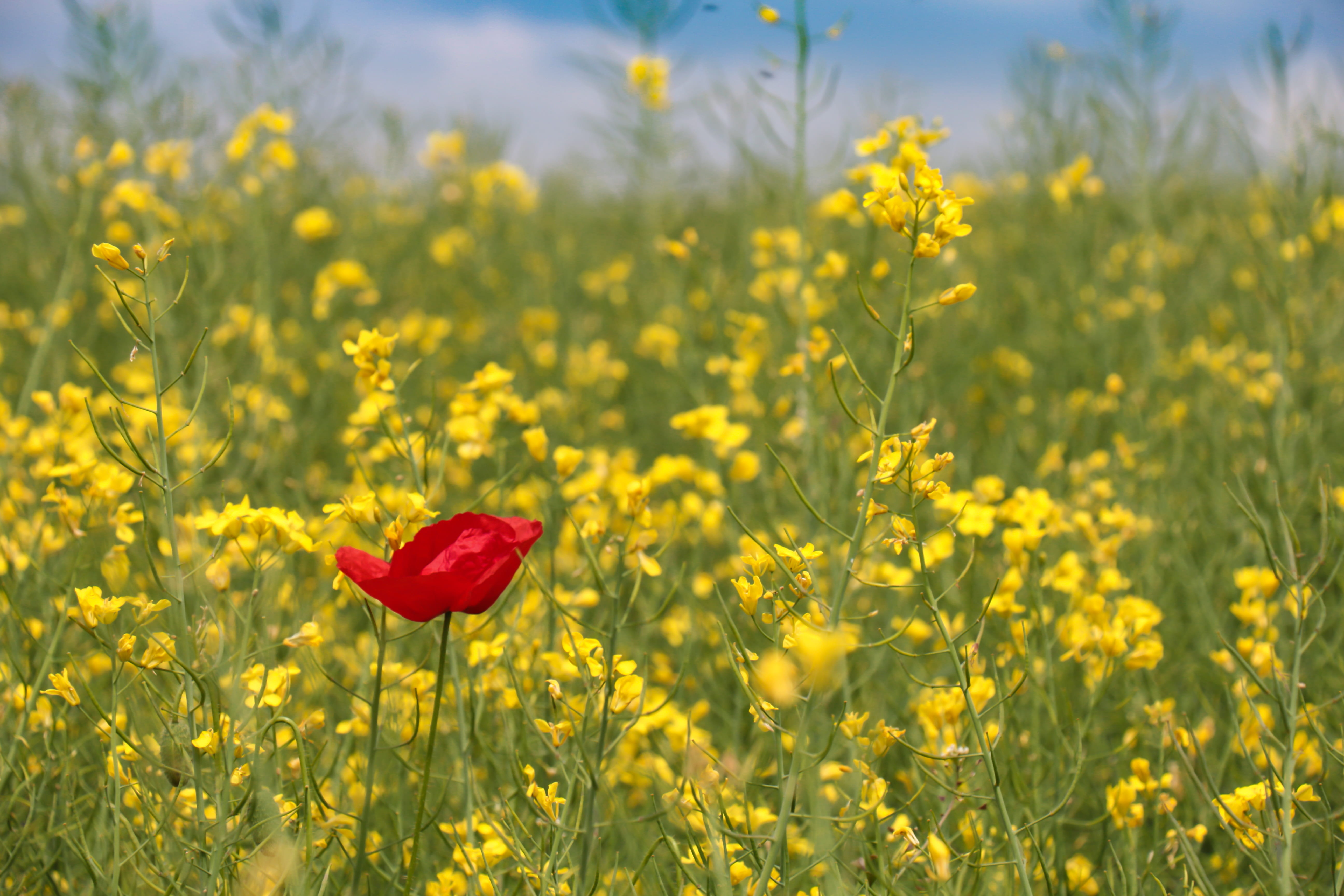 field, petal, no people, outdoors, rural scene, bloom, growth, 5K, flower, field of rapeseeds, flower head, red, yellow, springtime, flowering plant, freshness, HD Wallpaper