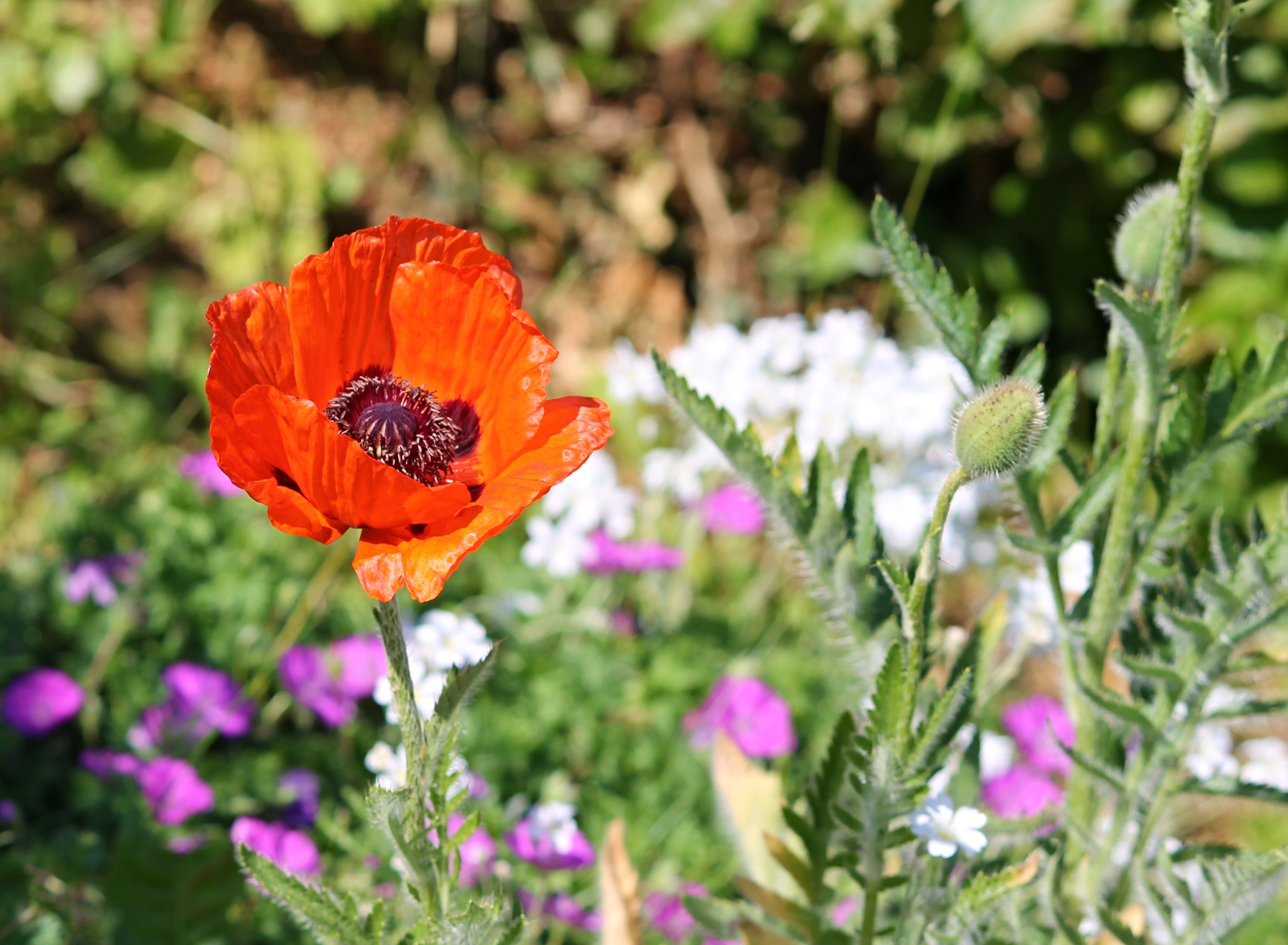 outdoors, nature, green, petal, pollination, field, flower, no people, red, day, flowers, freshness, plant, botany, 2K, selective focus, klatschmohn, spring meadow, HD Wallpaper