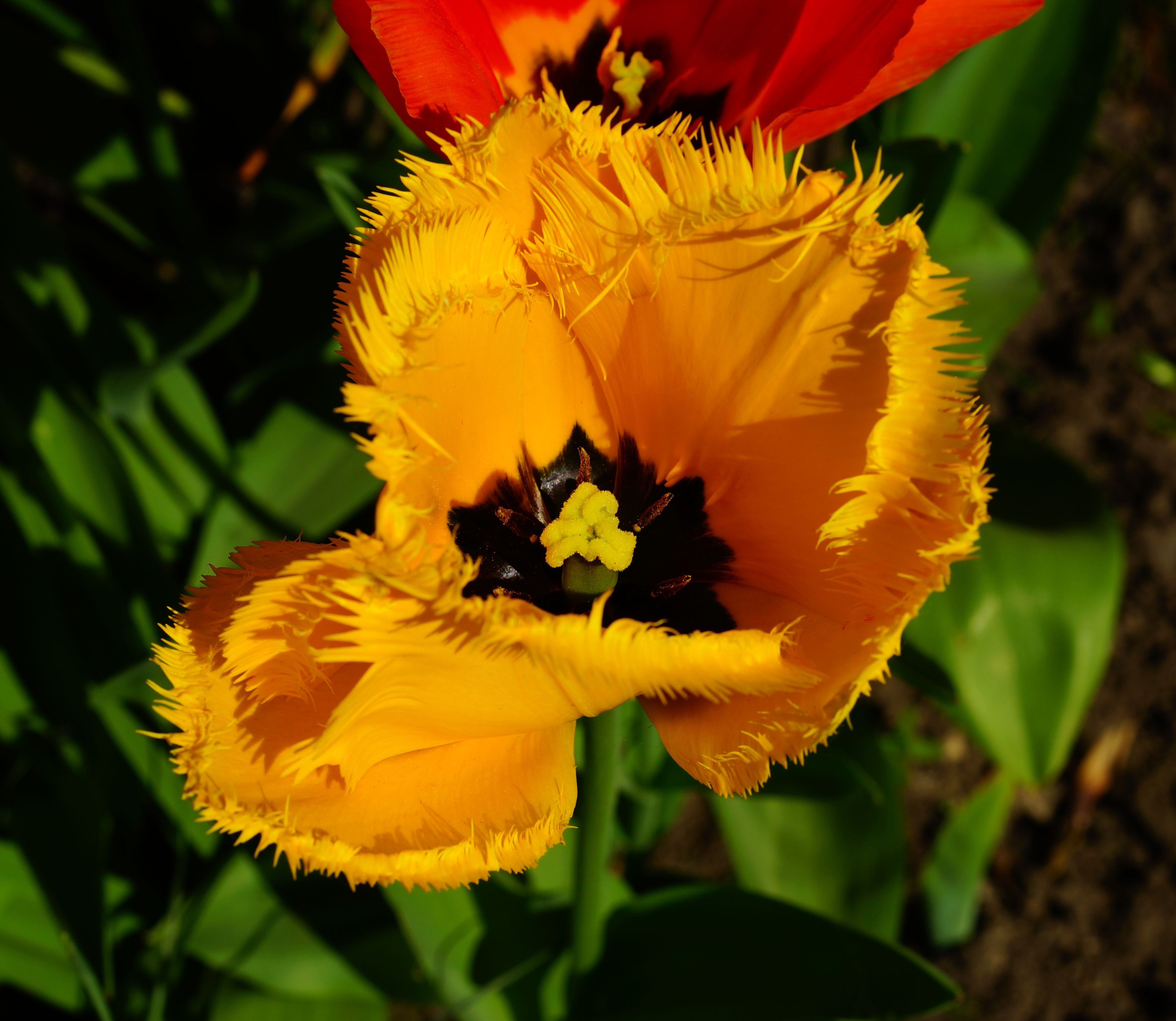 outdoors, tulip, flower garden, sunny, pistil, flower, garden plant, yellow flower, beautiful, beauty in nature, nature, bloom, fragility, close-up, freshness, HD Wallpaper