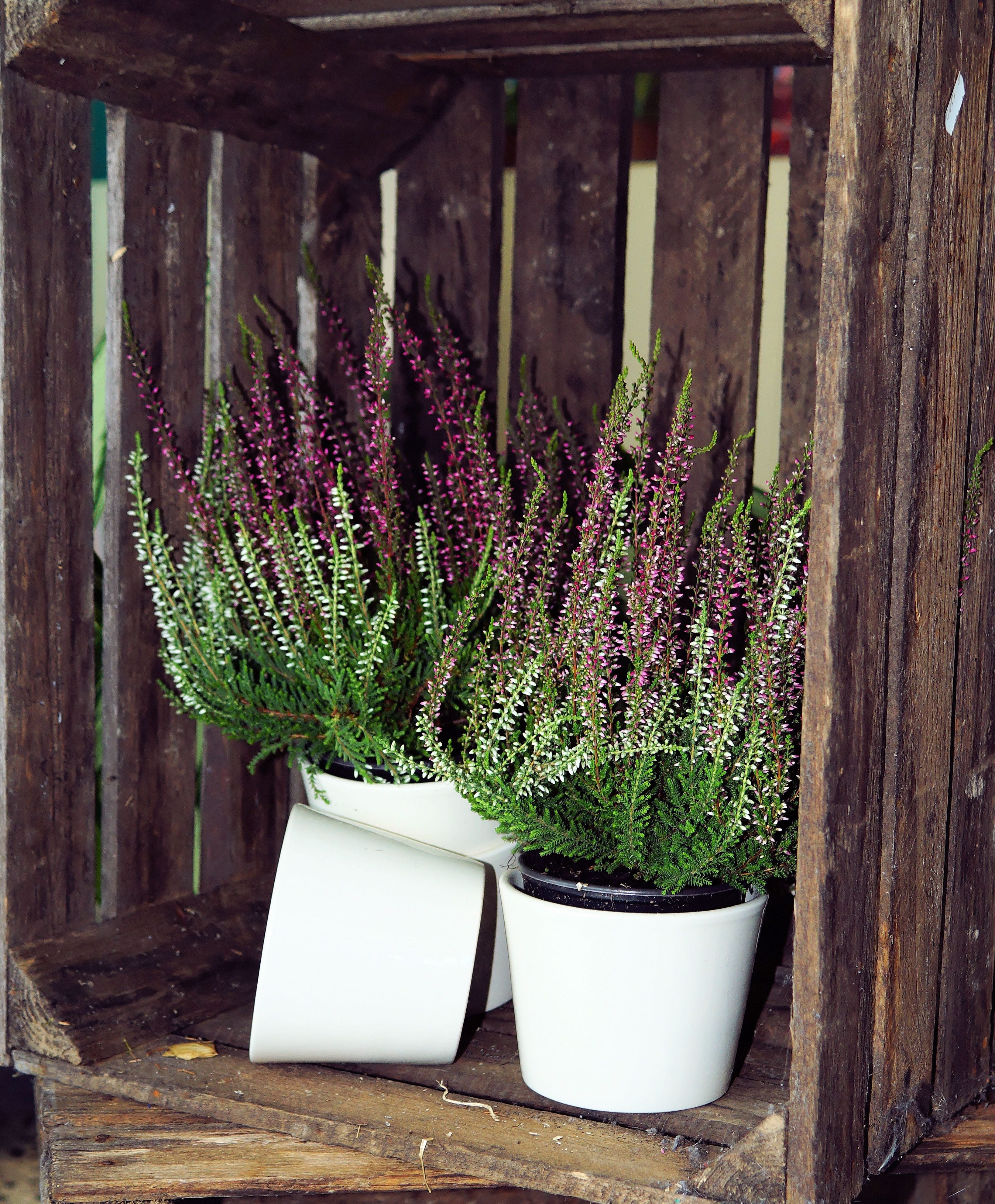 close-up, growth, no people, heather, vulnerability, beauty in nature, indoors, plant, fragility, nature, table, purple, 4K, wooden box, decoration, potted plant, Phone HD Wallpaper